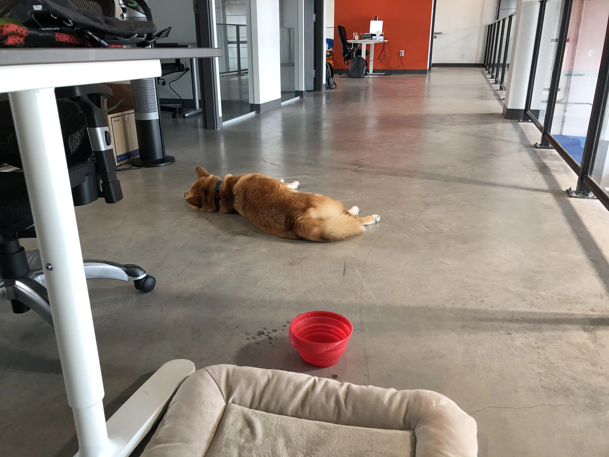 There’s evidence that Marky Doo is not working very hard at work