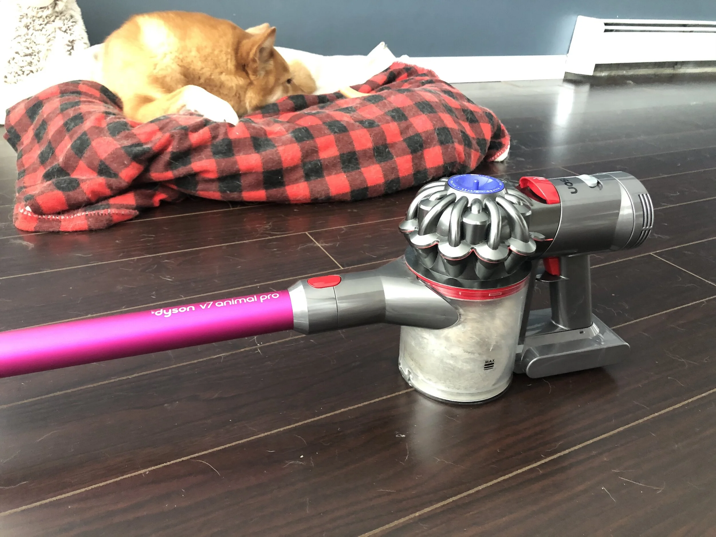 The  Dyson V7 Animal Pro  canister filled with Markus’ fur and dust