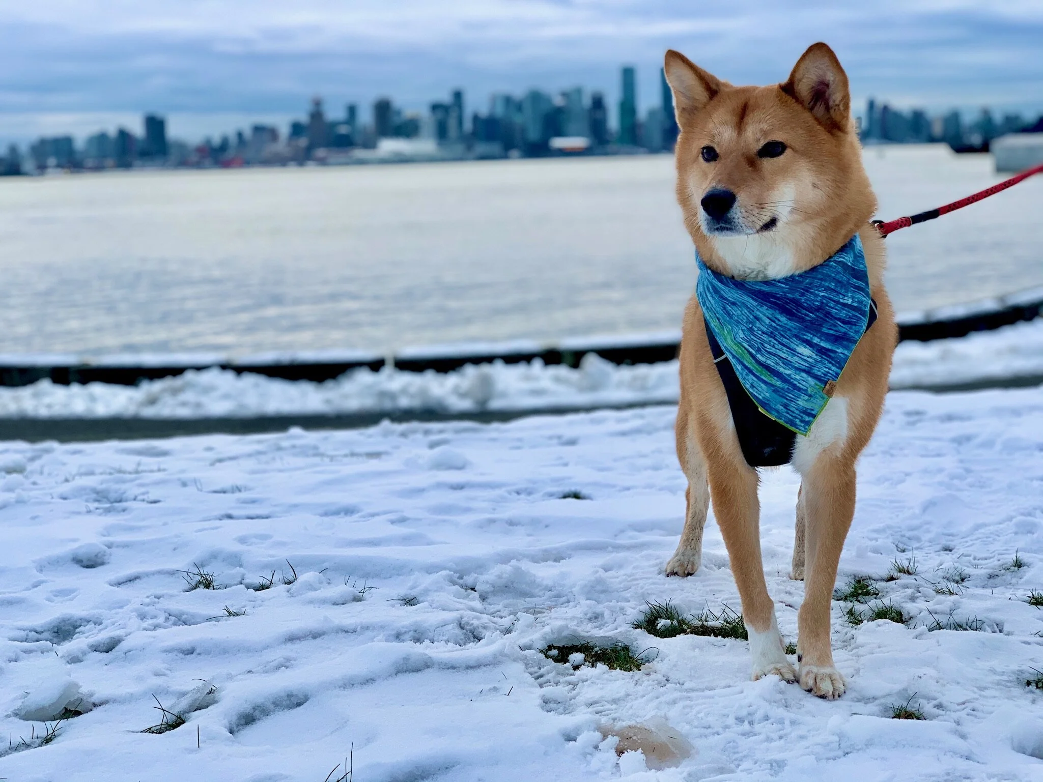 Markus showing off his Reeds bandana from  Mutt Cloth  in front of the Vancouver skyline
