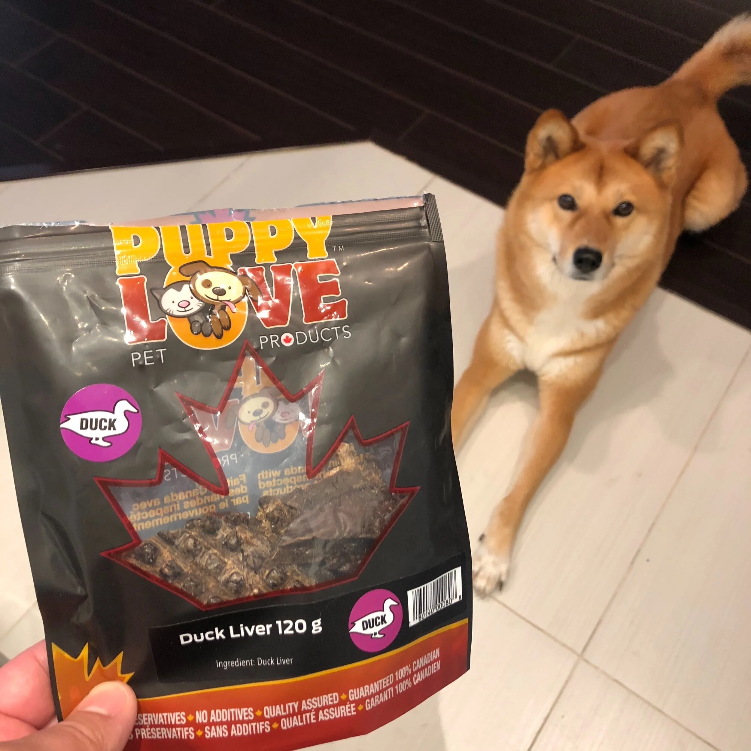 Markus waiting nicely for his duck liver treat by  Puppy Love Pet Products