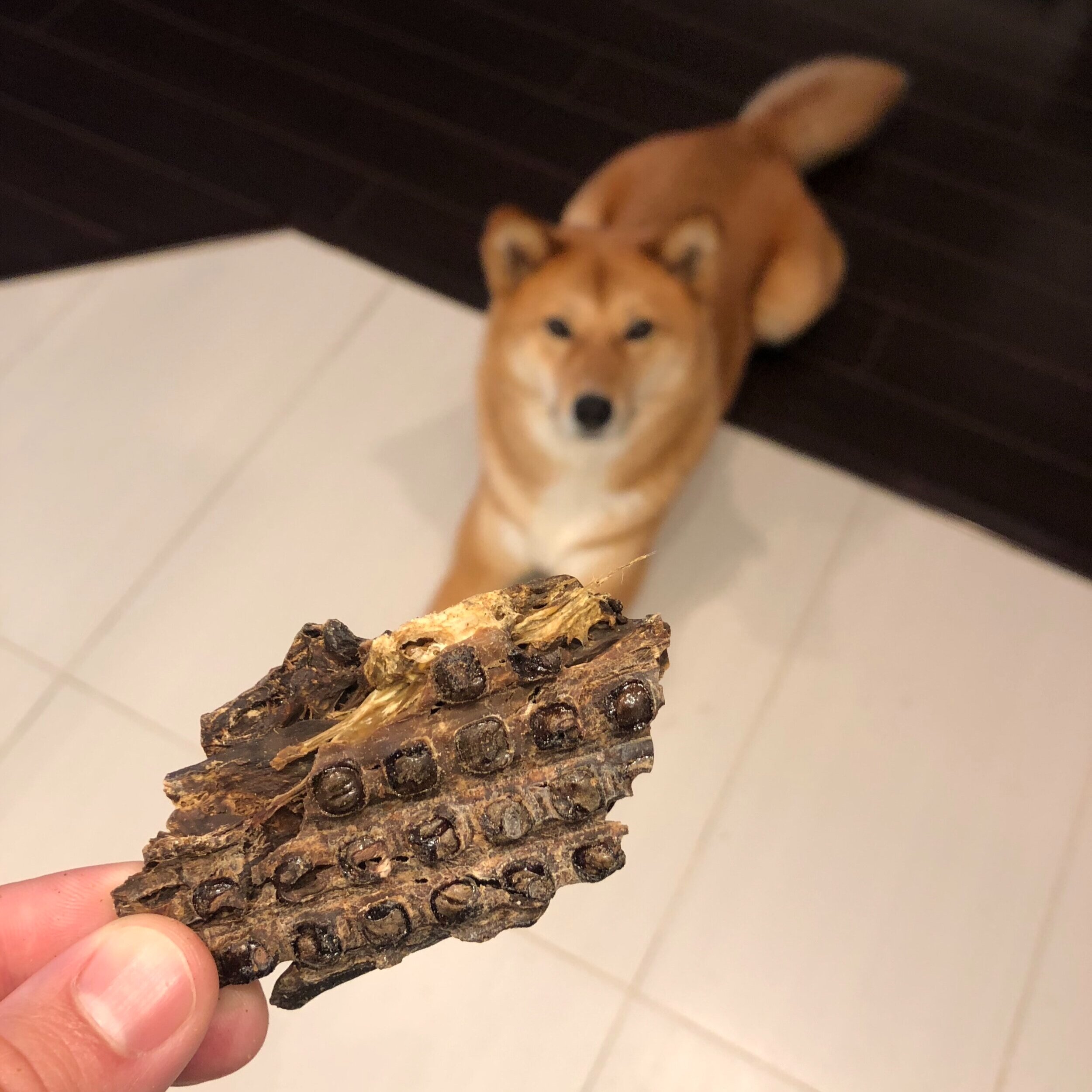 Markus eyeing and waiting nicely for his duck liver treat by  Puppy Love Pet Products
