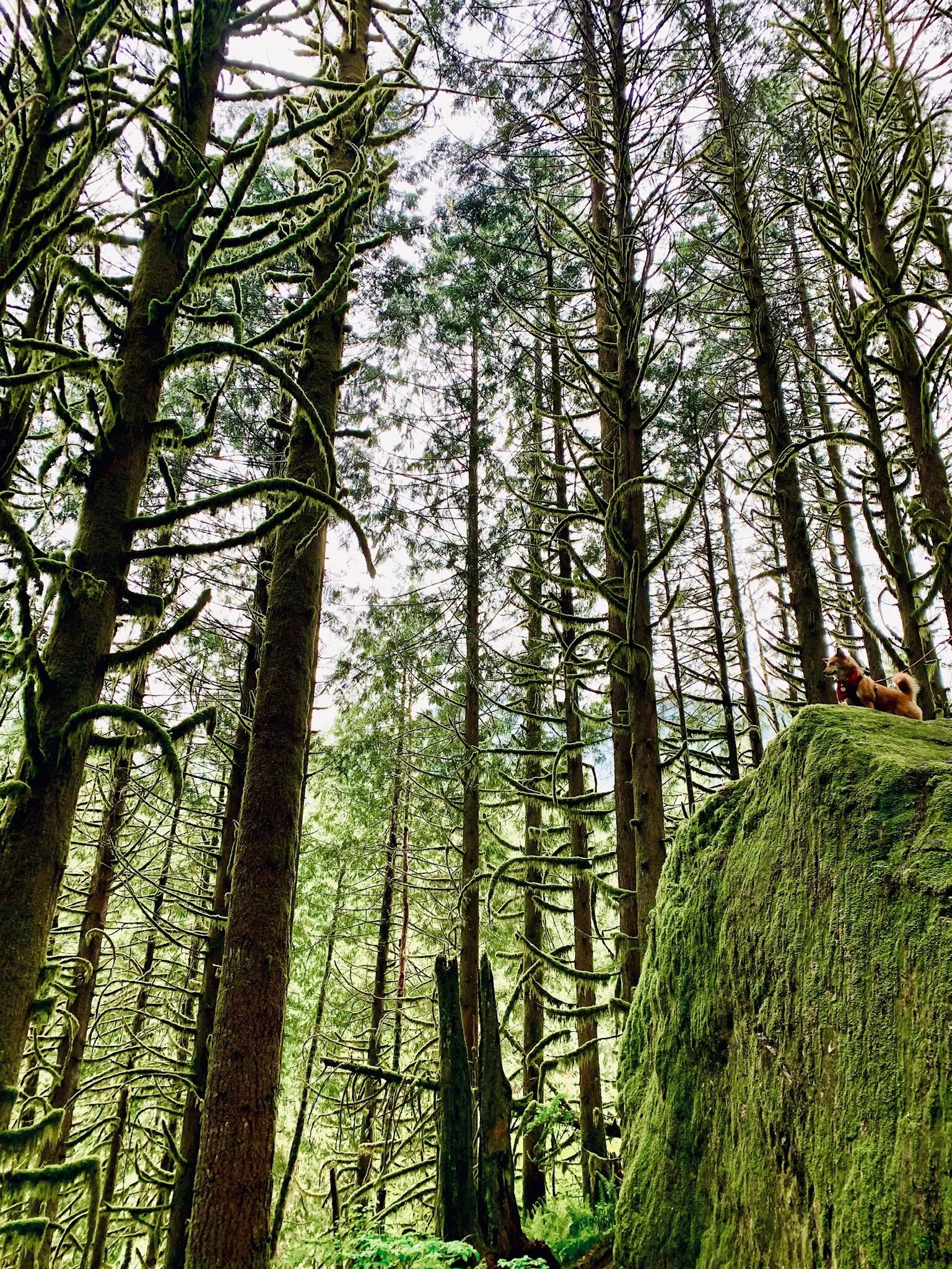 Markus (right) standing on the top of a tall rock on the Gold Creek Falls Trail at Golden Ears Provincial Park