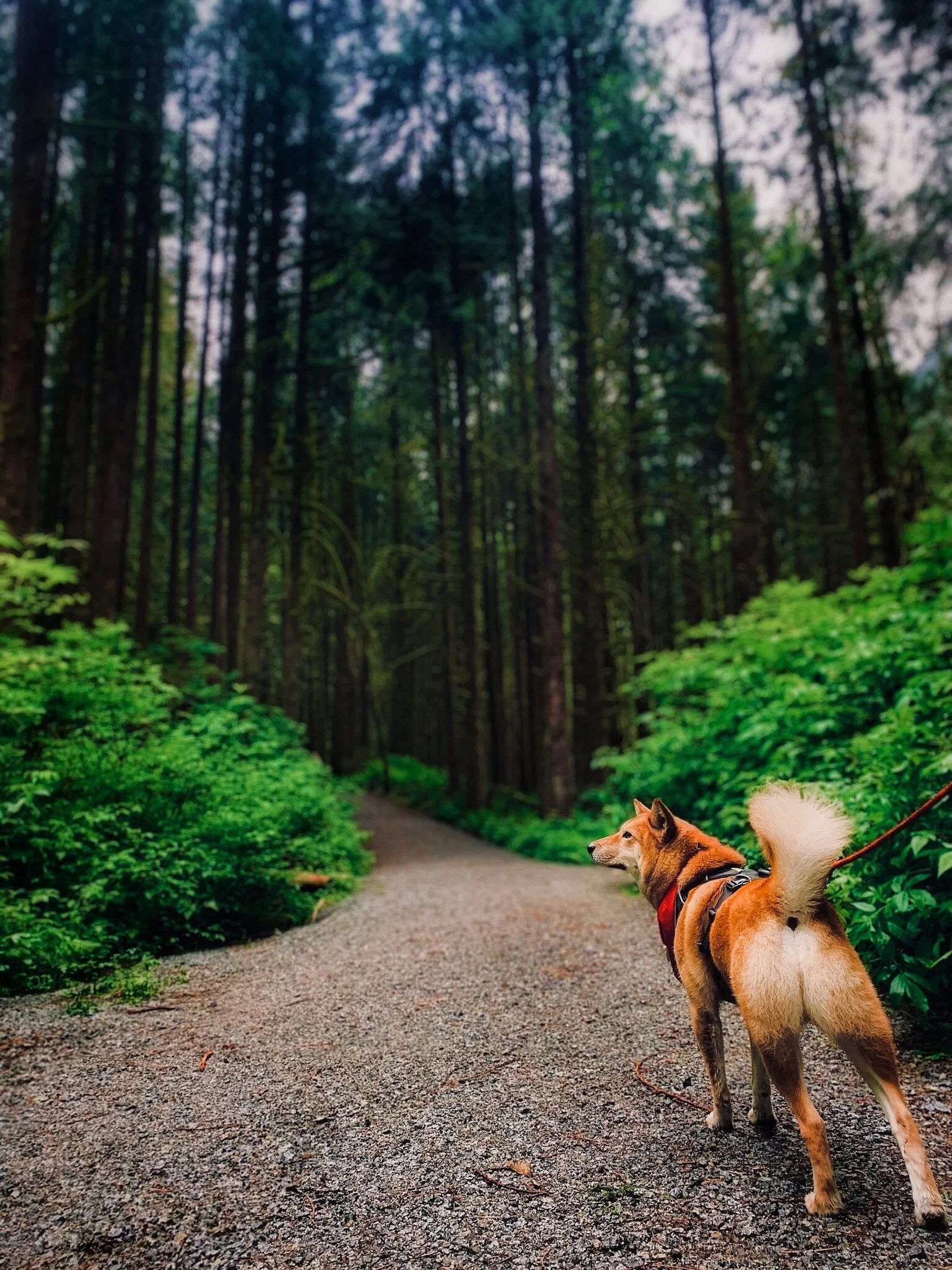 Markus strolling through the Gold Creek Falls Trail at Golden Ears Provincial Park