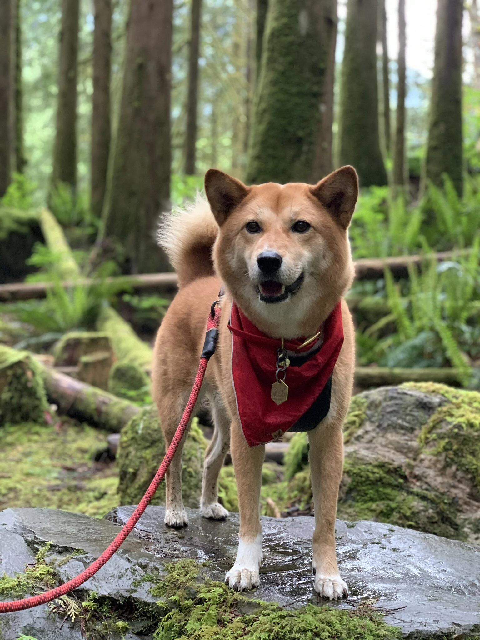 Markus standing on a rock by the waterfalls at Golden Ears Provincial Park