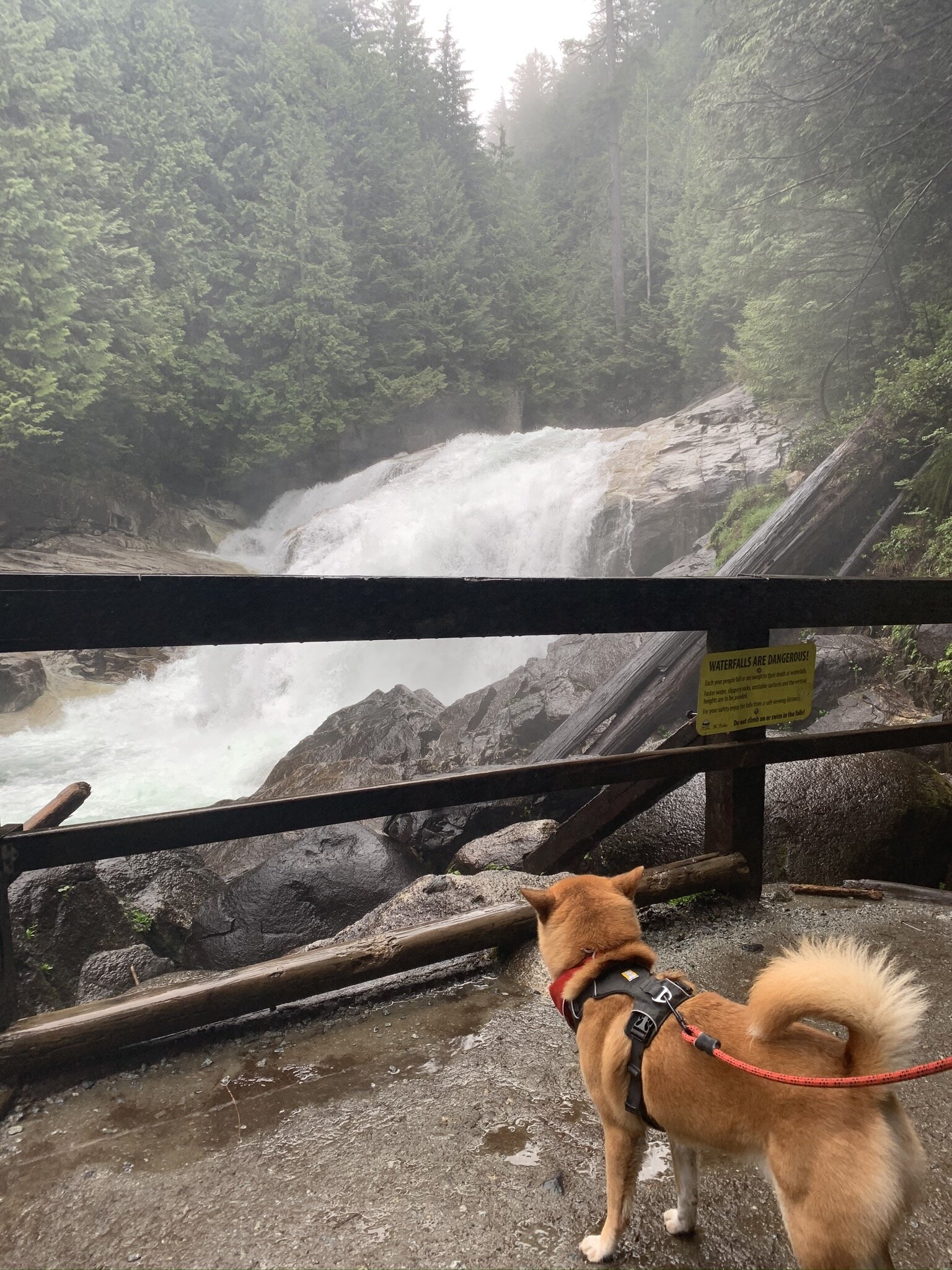 Markus watching the Lower Falls at the Gold Creek Falls Trail at Golden Ears Provincial Park