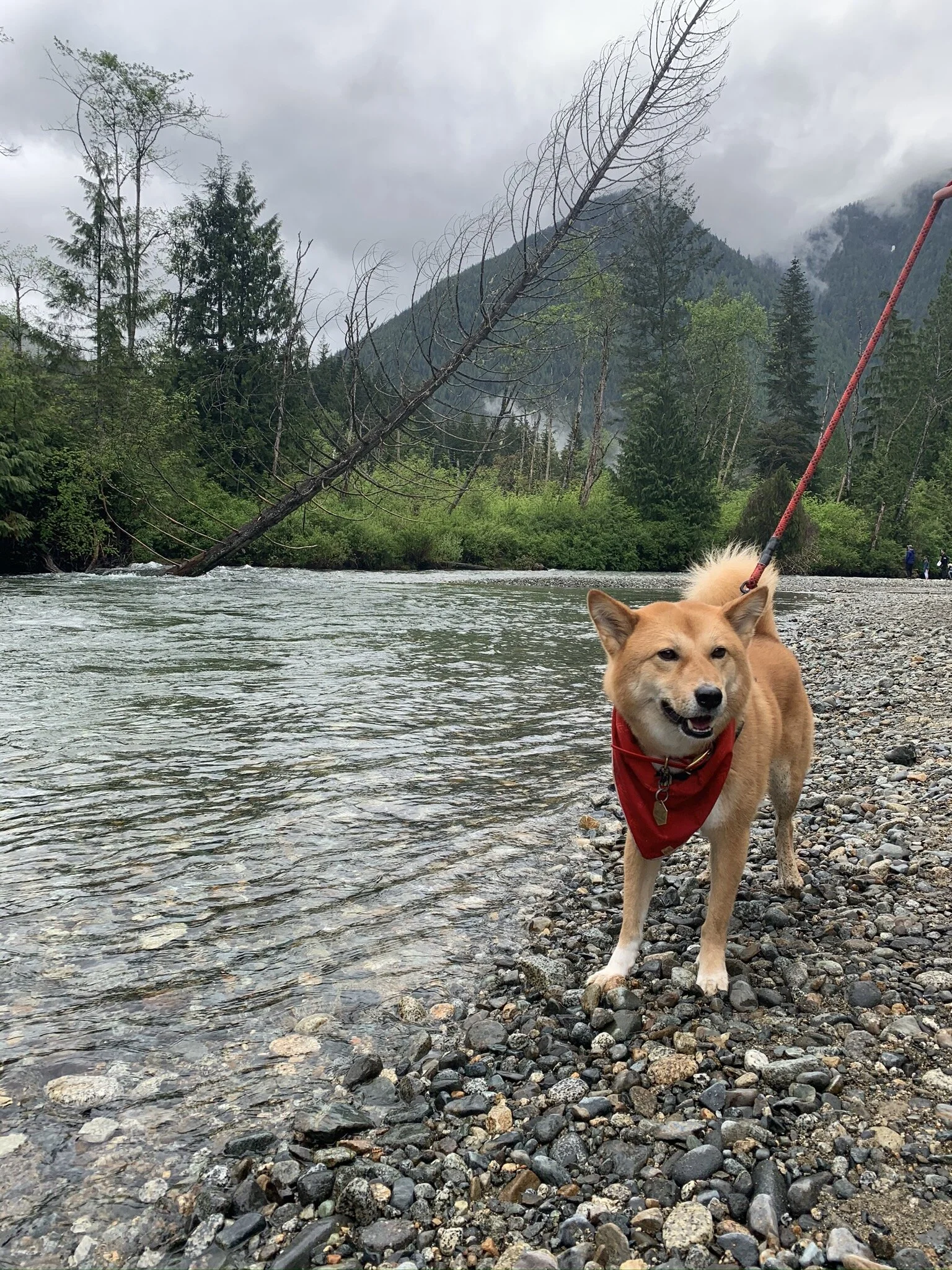 Markus standing next to one of the quieter areas off of the main trail at Golden Ears Provincial Park