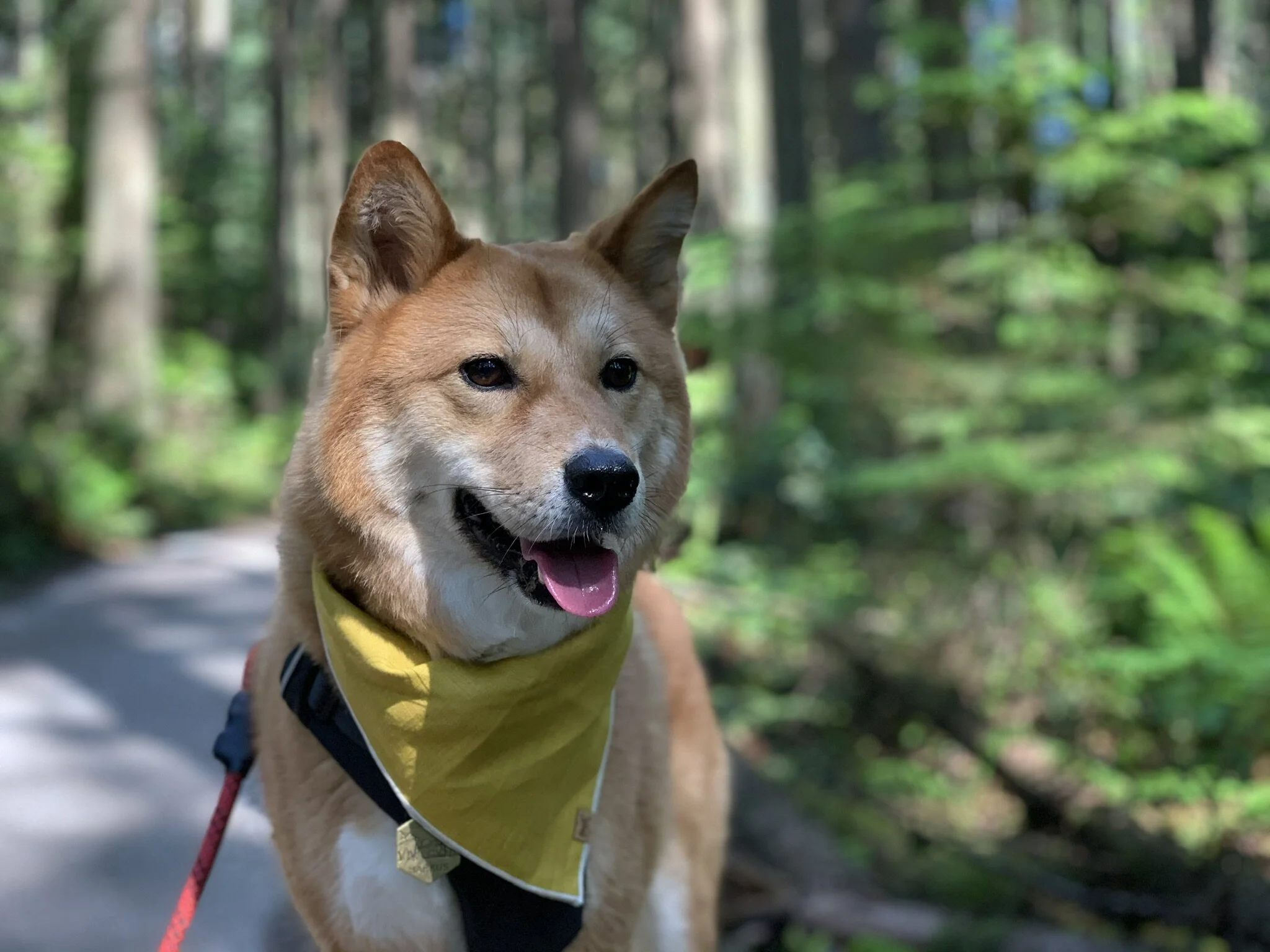 Markus at Pacific Spirit Regional Park (from Salal Trail) in Vancouver, British Columbia