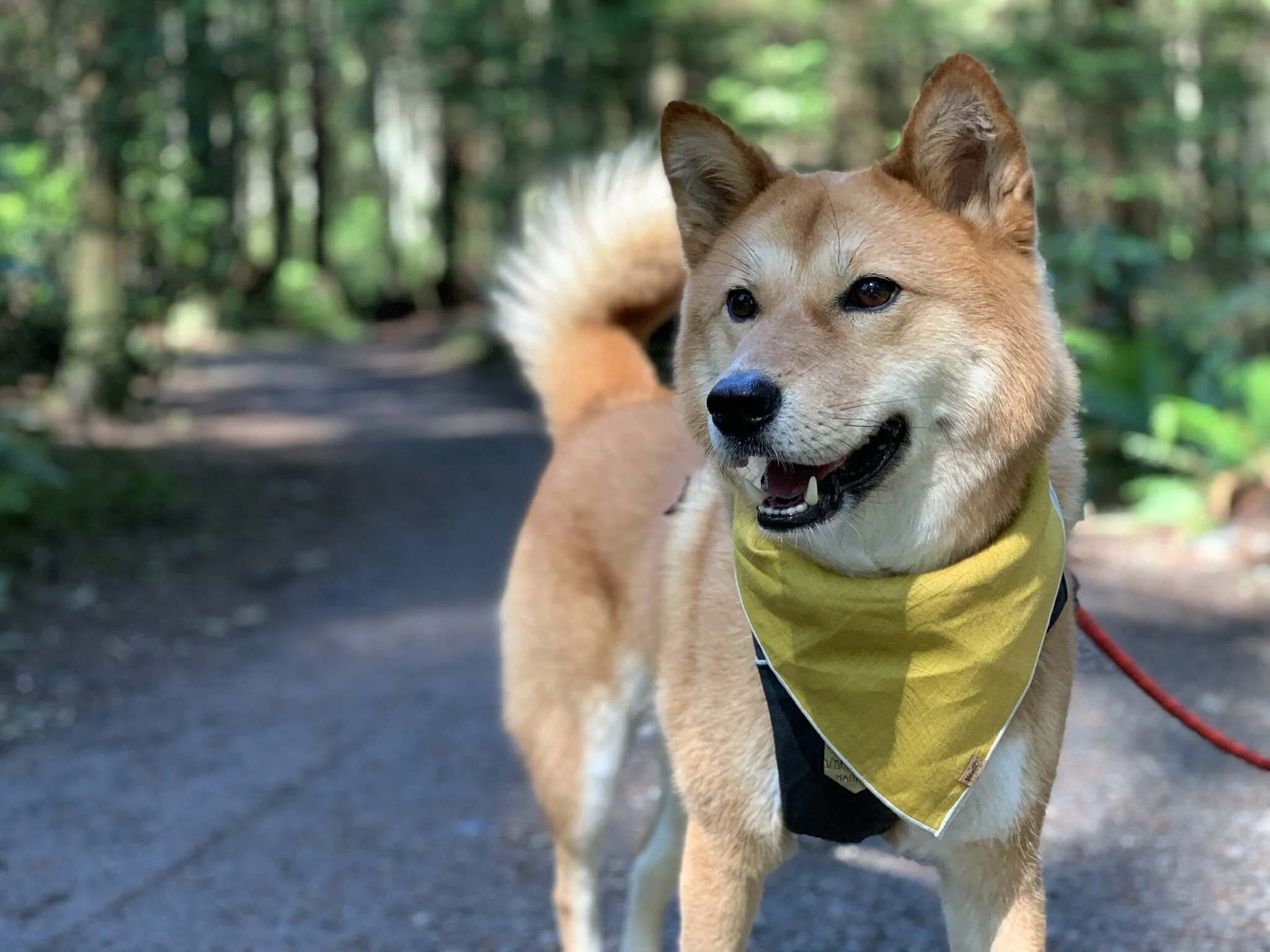 Markus posing for another picture in the forest at the Pacific Spirit Regional Park (from Salal Trail)