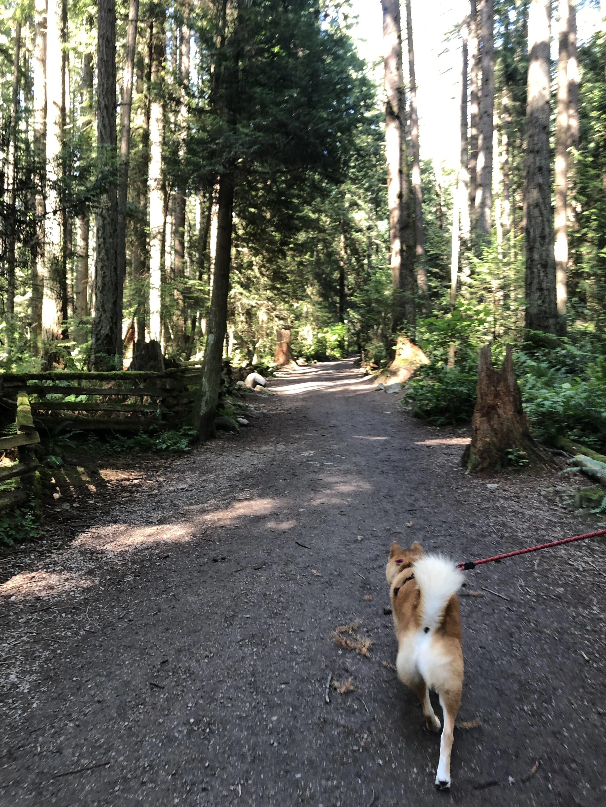 Markus walking through the Pacific Spirit Regional Park (from Salal Trail)