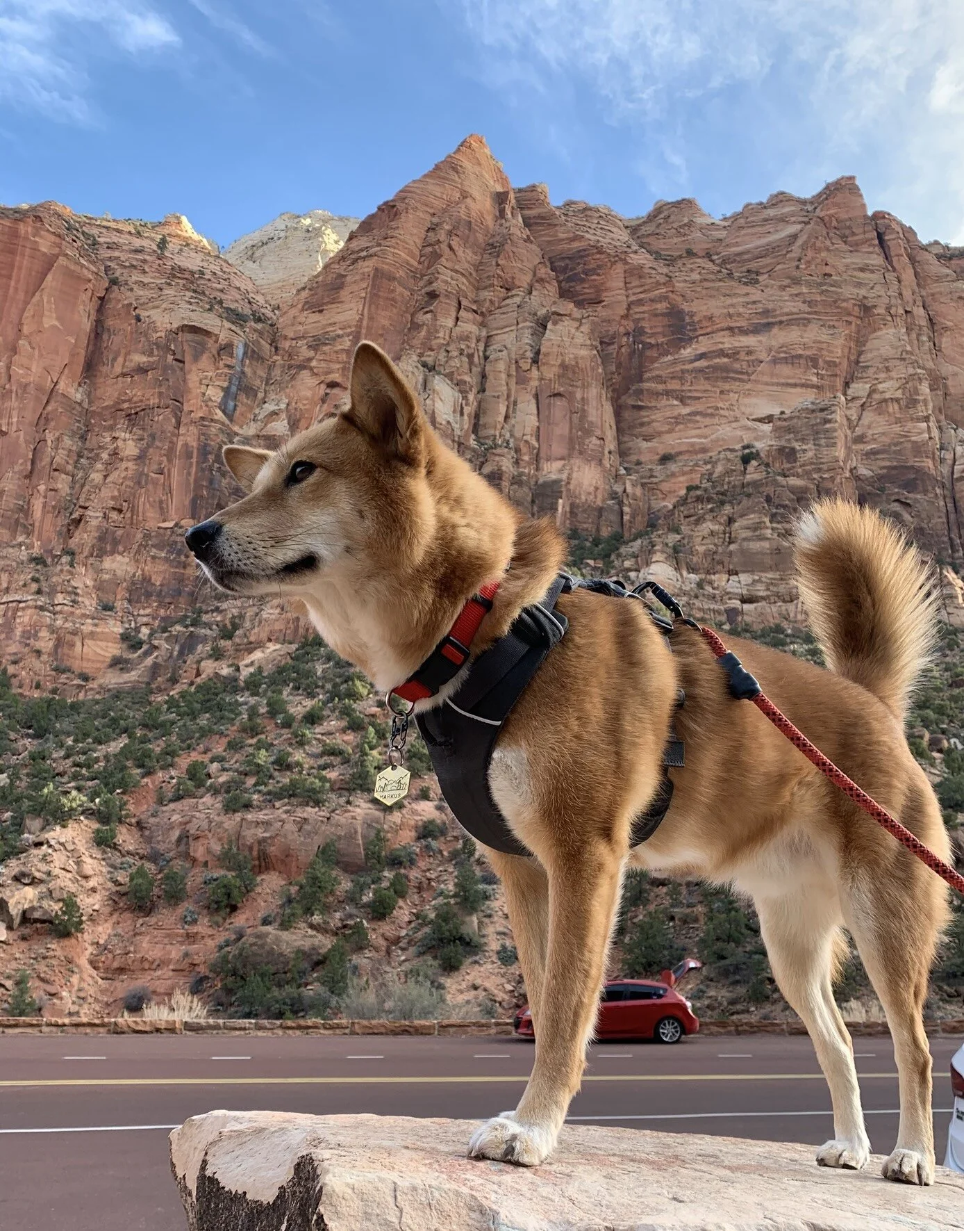 Markus standing a rock on the side of the road in front of a mountain at Zion National Park