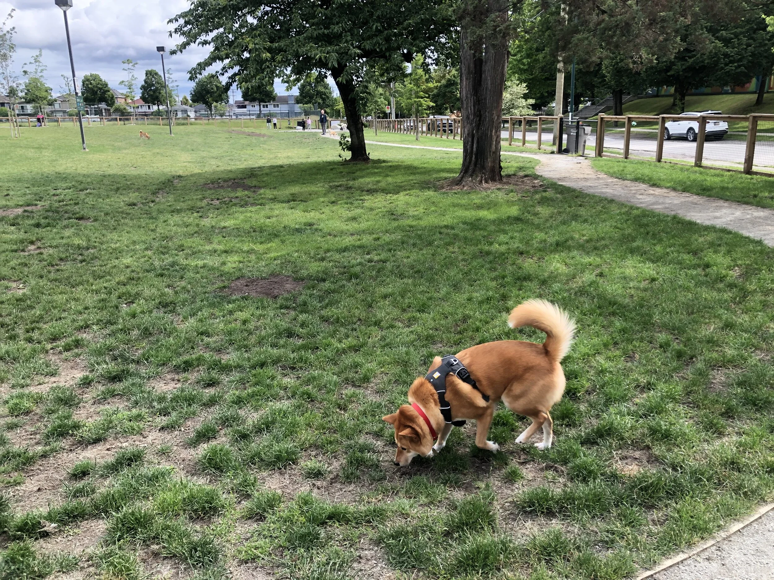 Markus exploring the smells at Sunset Park Dog Off-leash Enclosure