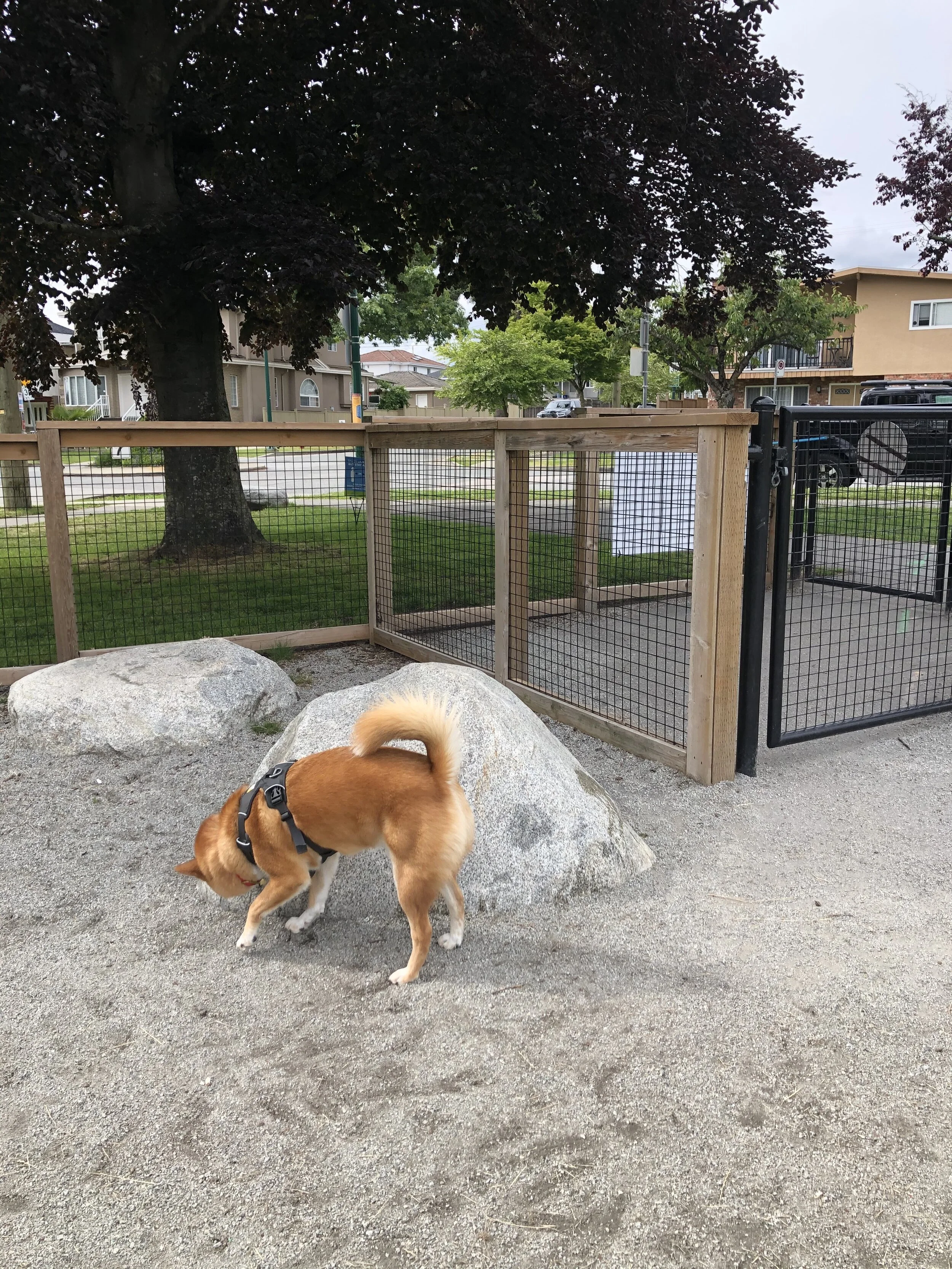 Markus exploring a rock by a set of the double-doors at Sunset Park Dog Off-leash Enclosure