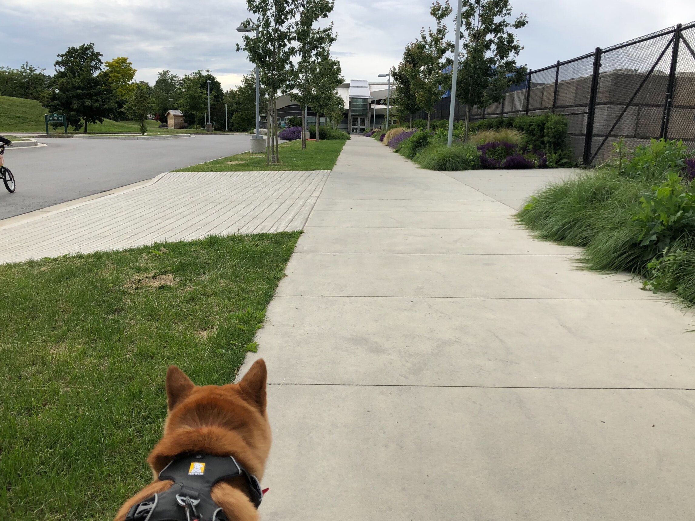 Markus going for a walk around the community centre when the dog park was getting too much for him