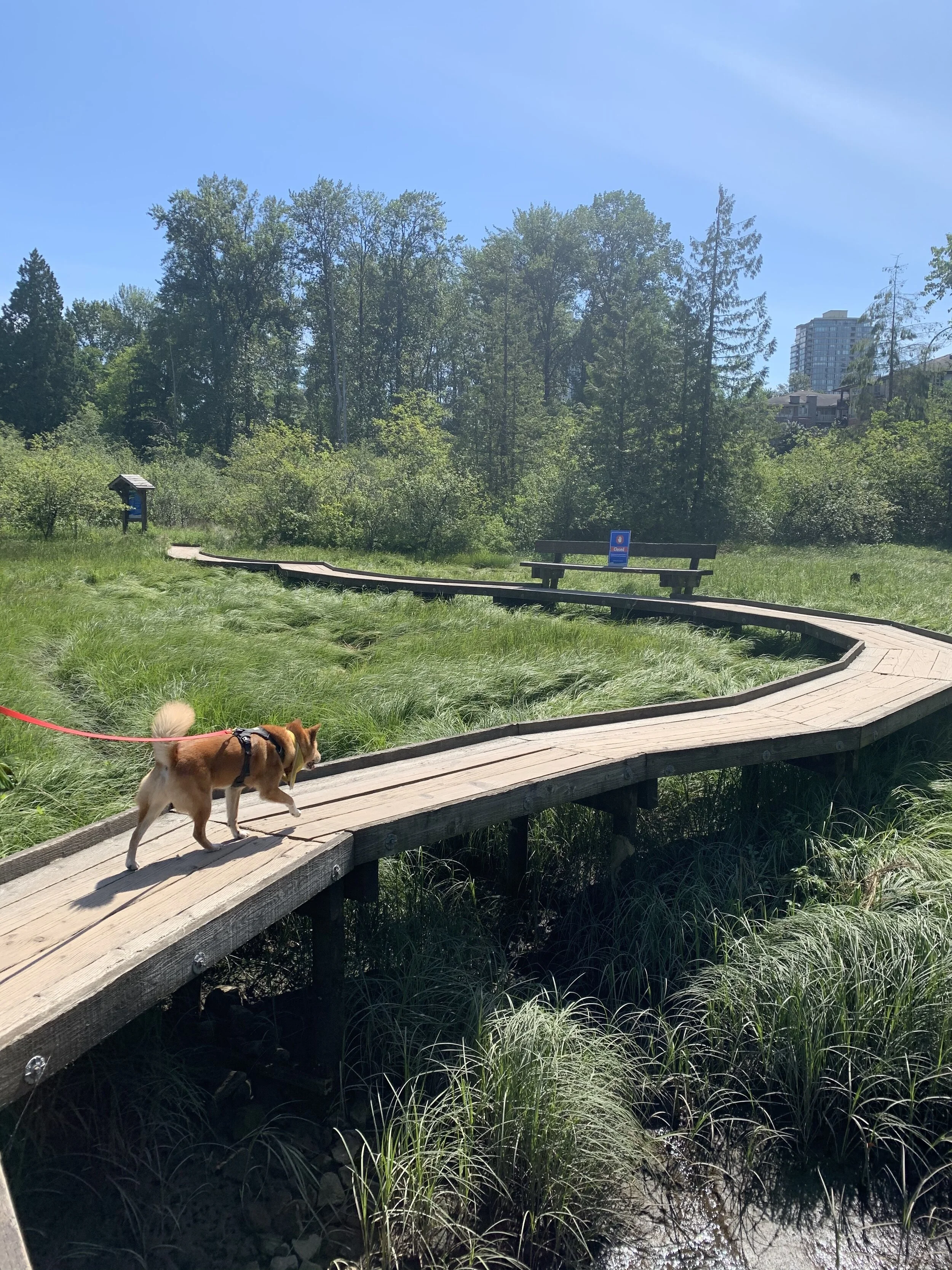 Some of the paths along the Shoreline Trail are a bit narrow, making it hard for dogs to pass each other