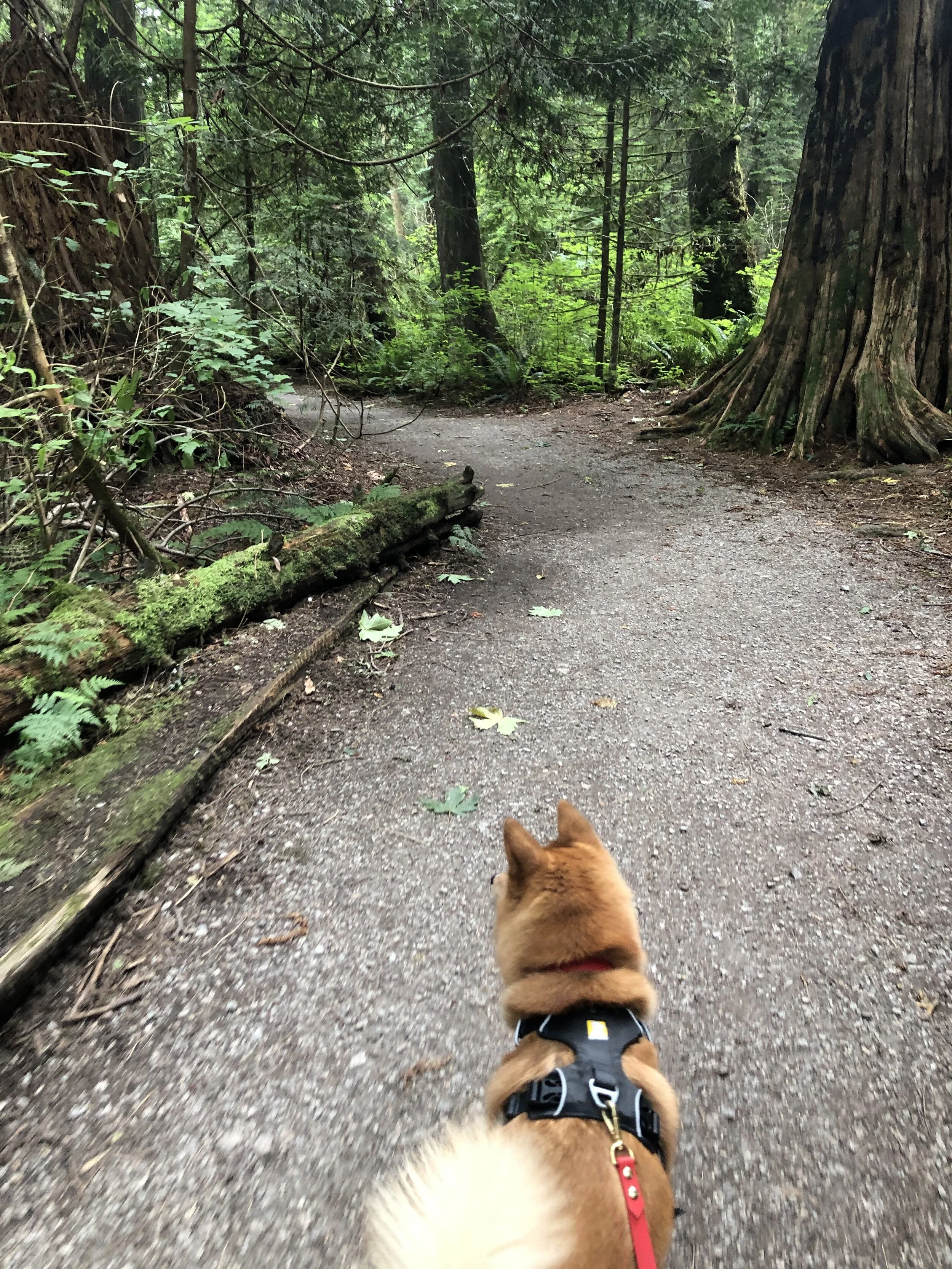 Markus walking through the path at the Pacific Spirit Regional Park (Camosun Trail)