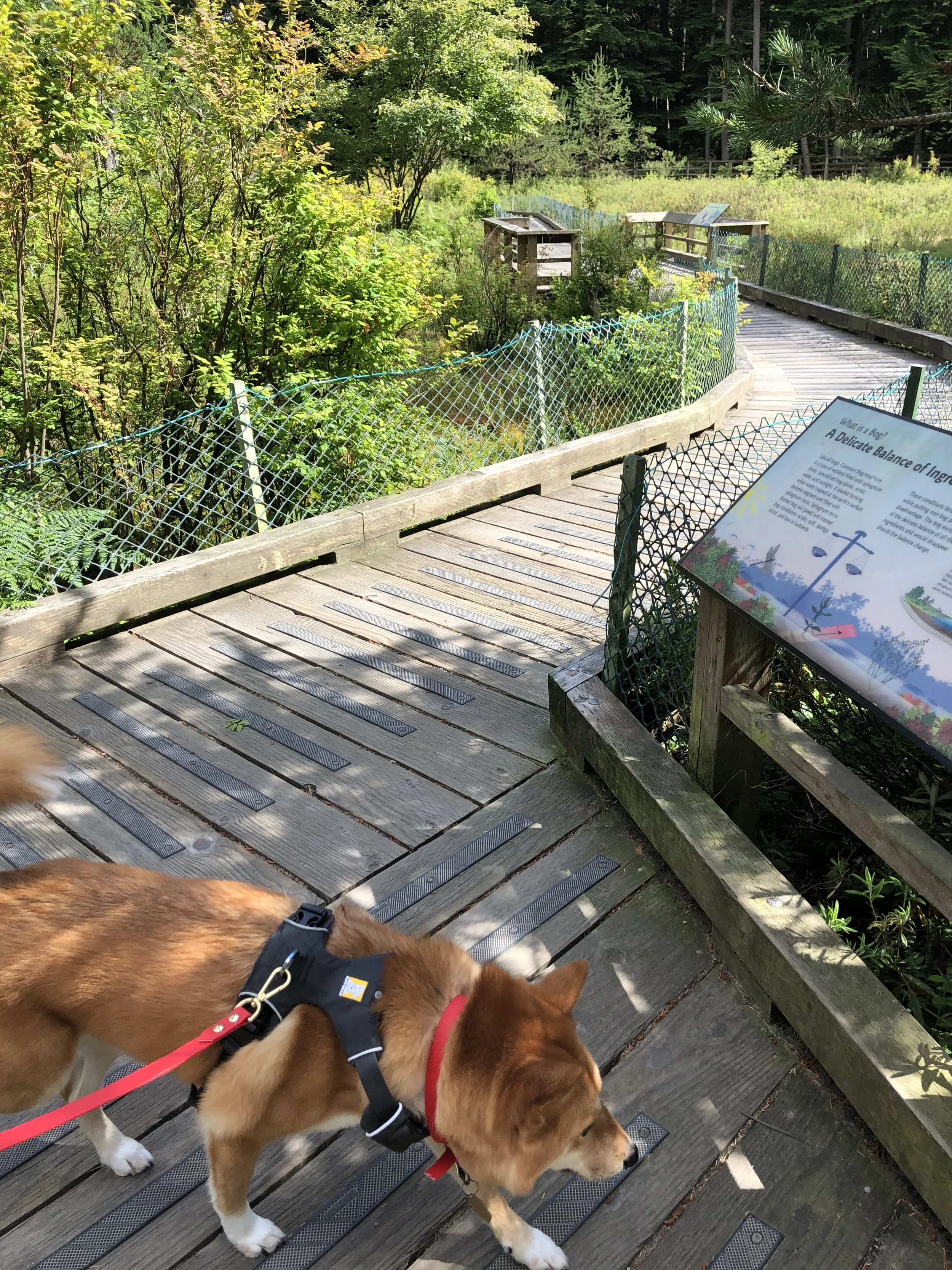 Markus checking out the Camosun Bog at the Pacific Spirit Regional Park