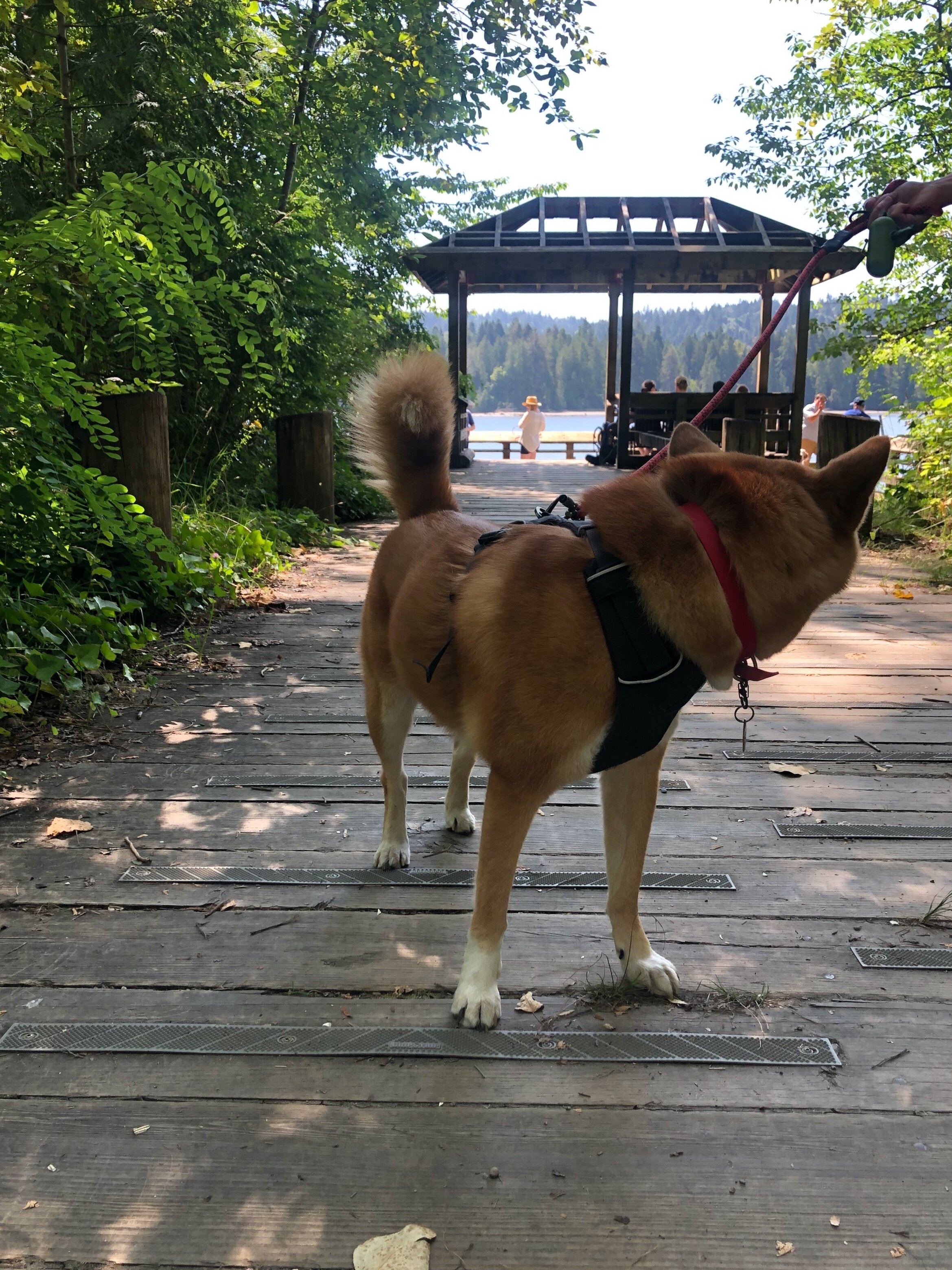 Markus looking at how busy it is by the Old Mill Site Park
