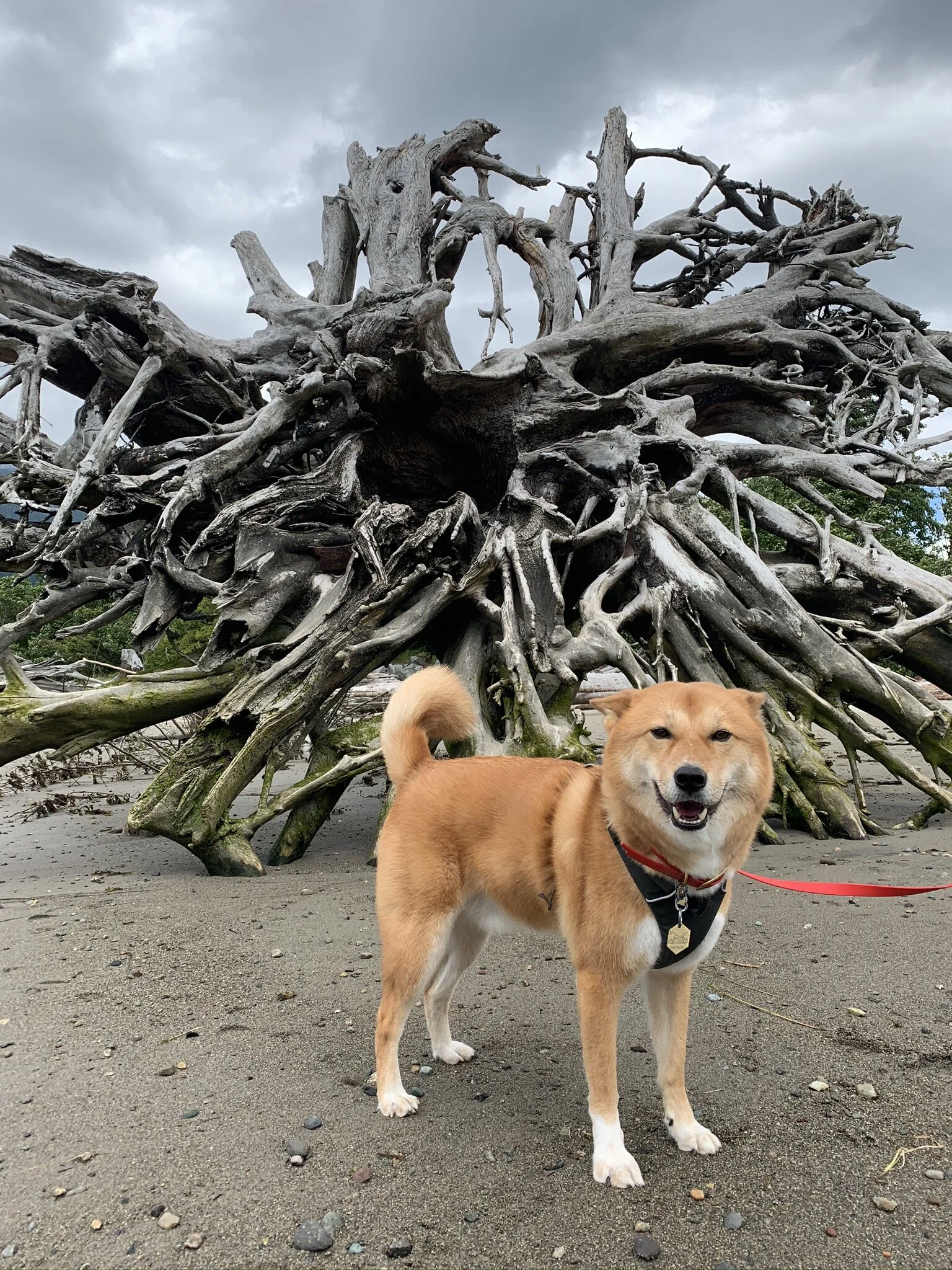 Markus posing in front of a washed up tree on Newport Beach