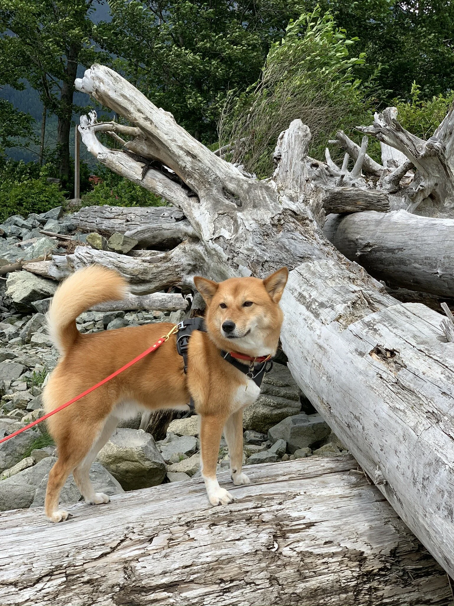 Markus showing off his sure-footedness going up and around driftwood in Newport Beach
