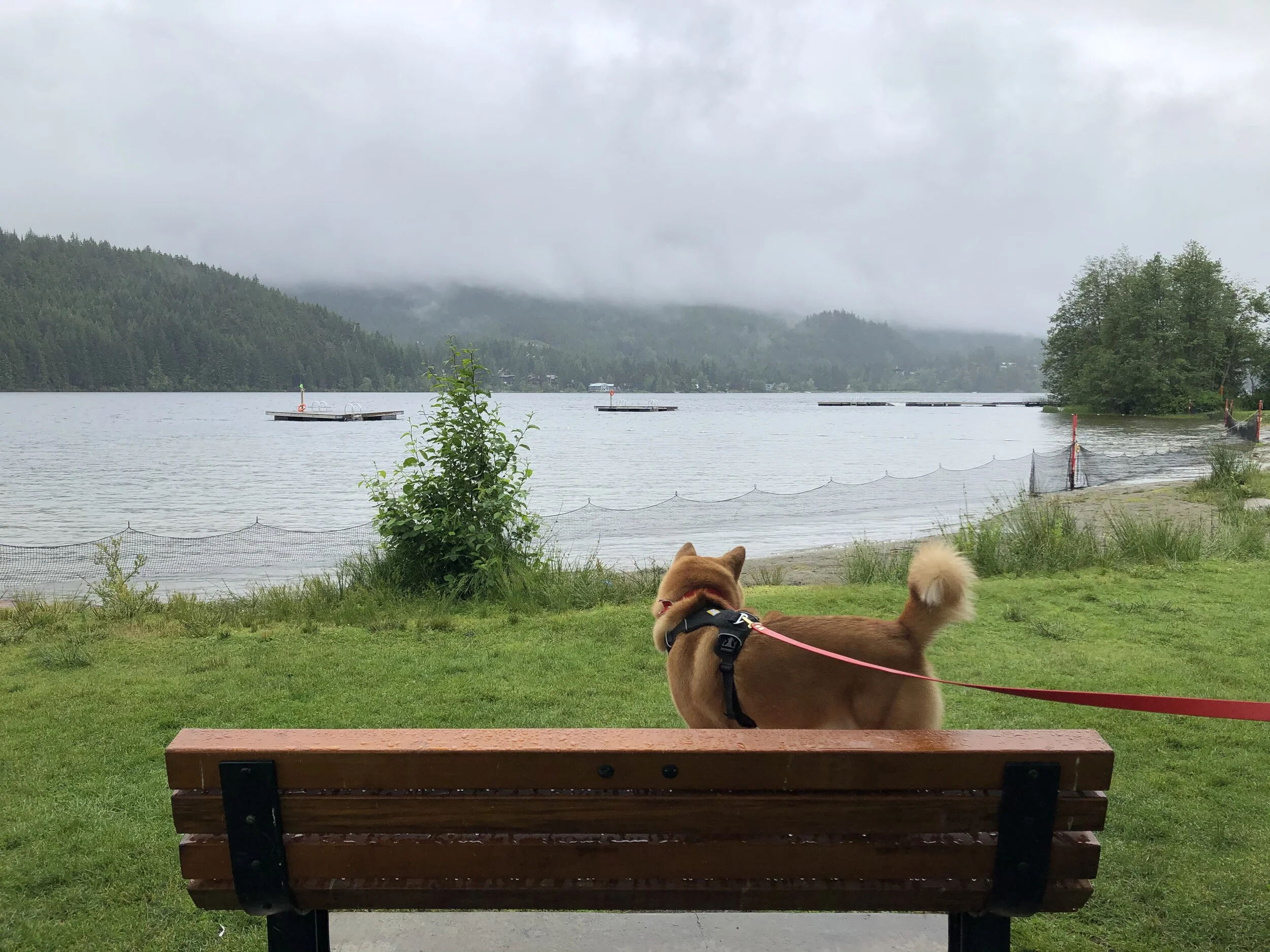 Markus looking out at Alta Lake and the fenced off swimming area at Rainbow Park