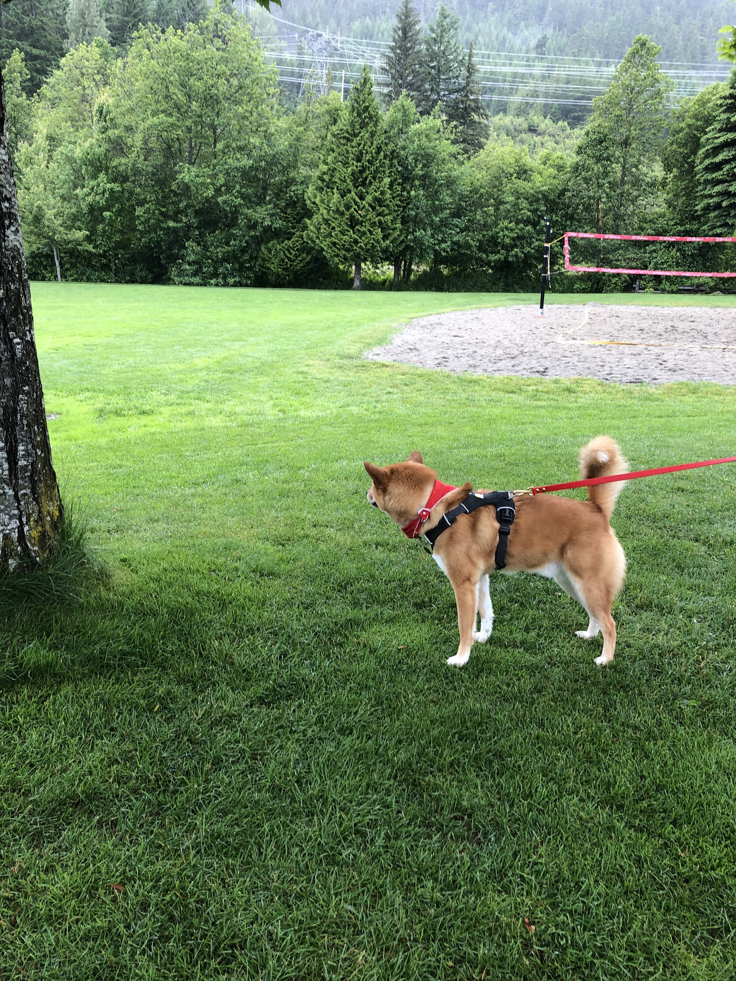 Markus looking out at the empty volleyball courts because of the poor weather at Rainbow Park