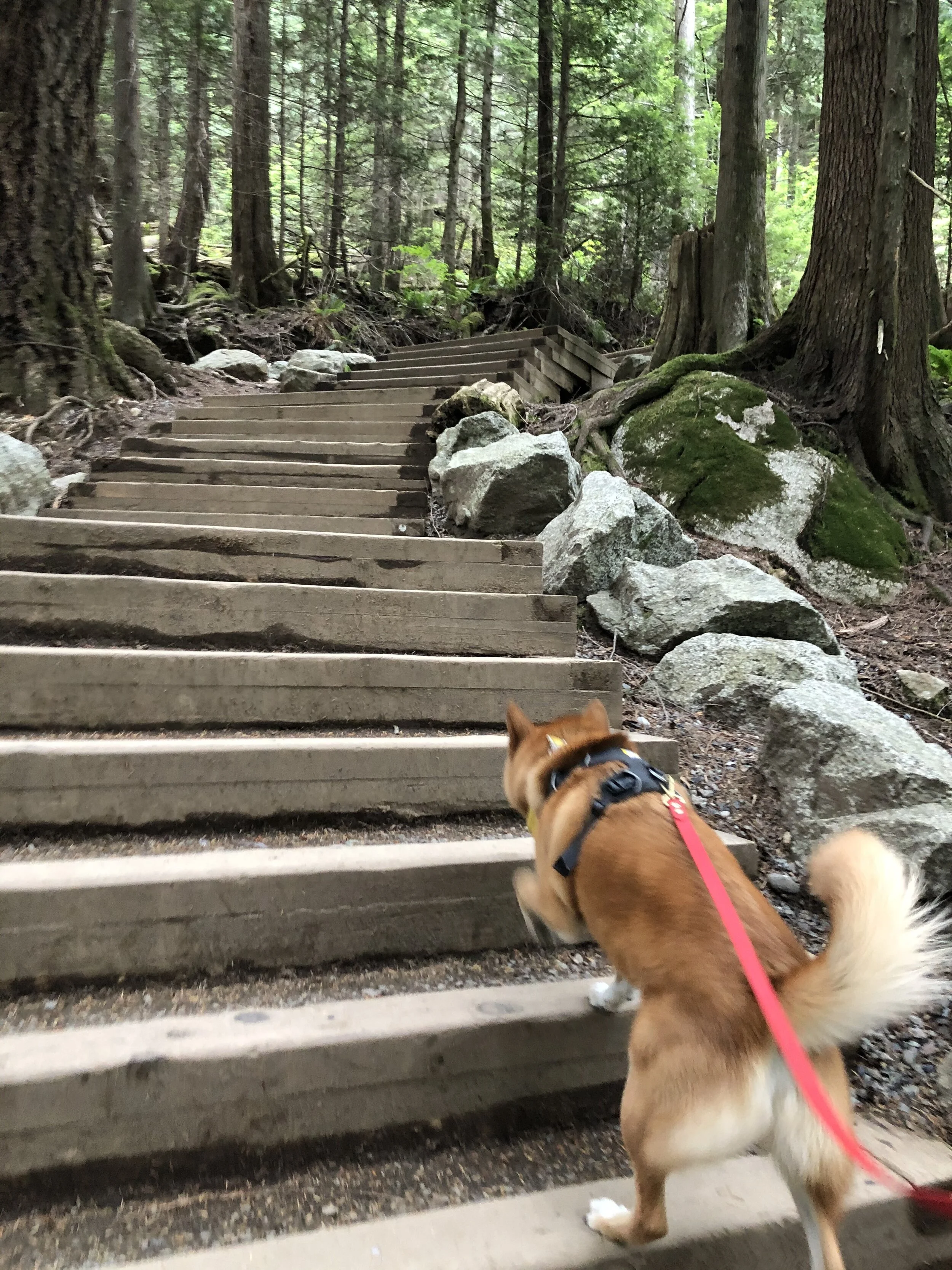 Markus going up the steps towards Shannon Falls