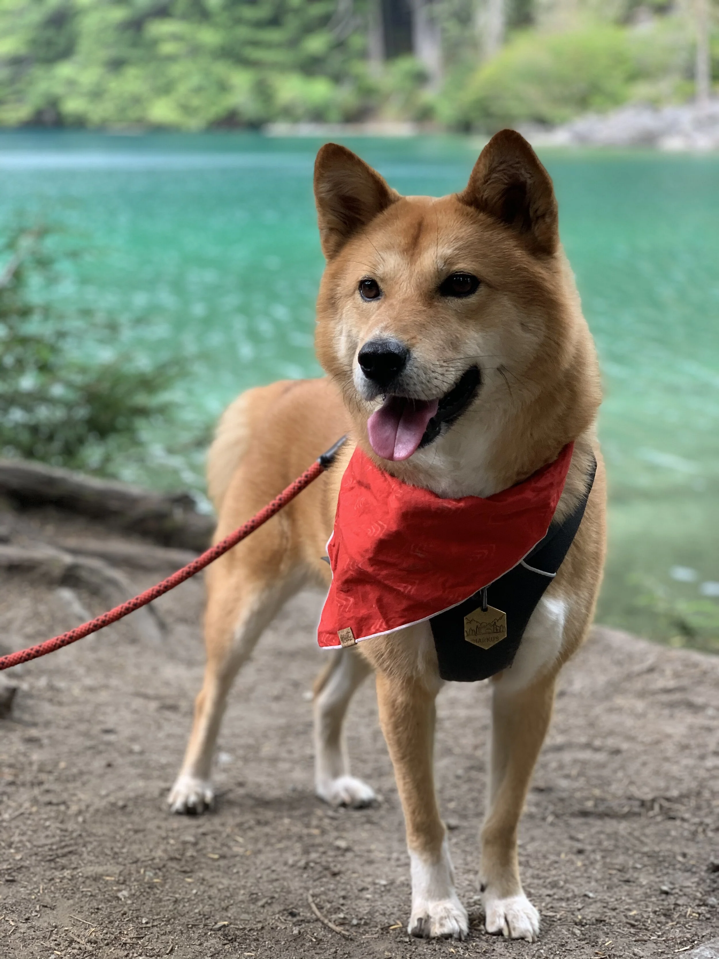 Markus loving the colours of Lindeman Lake
