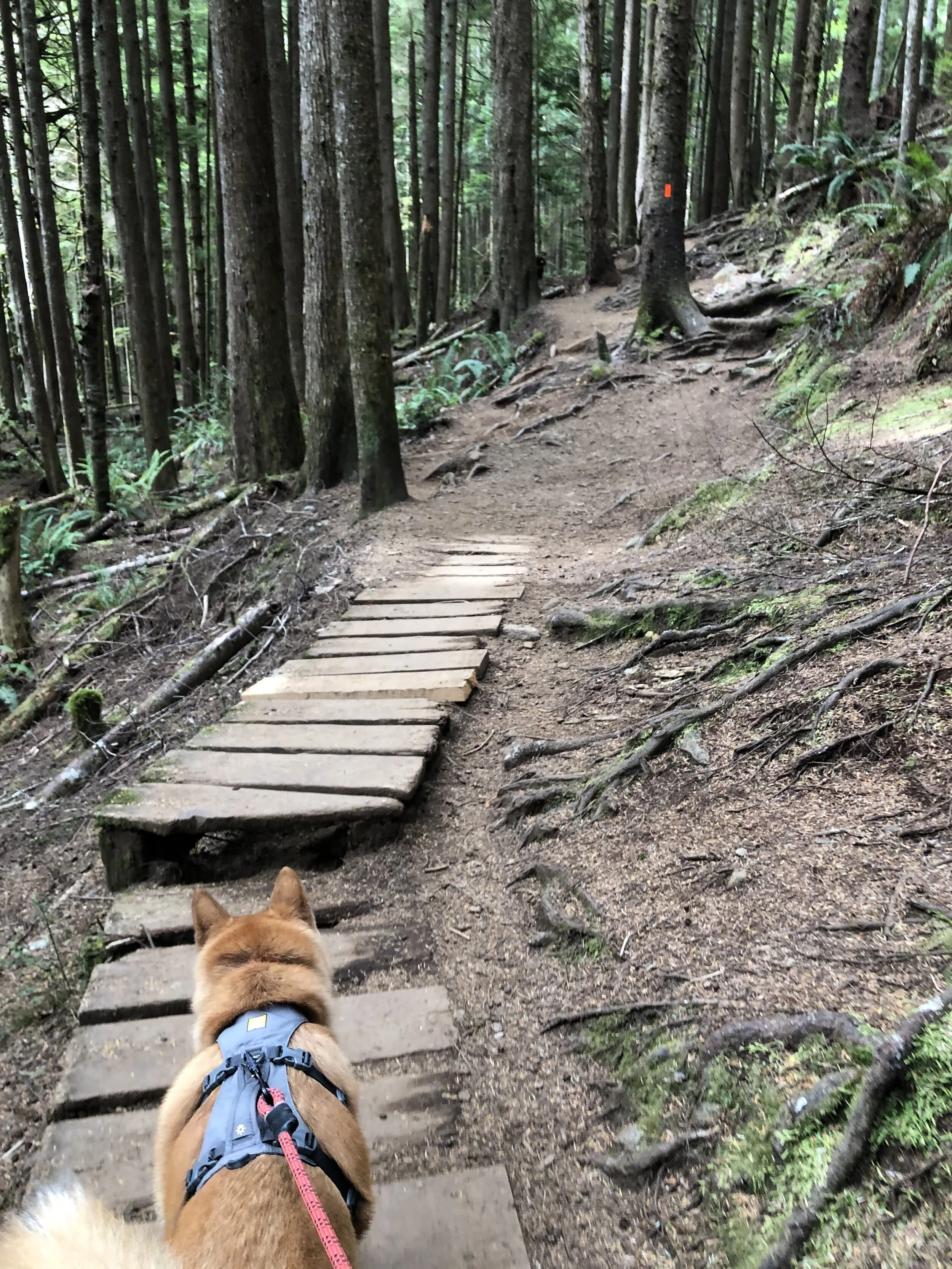 Markus following the markers on the trail to Mystic Beach