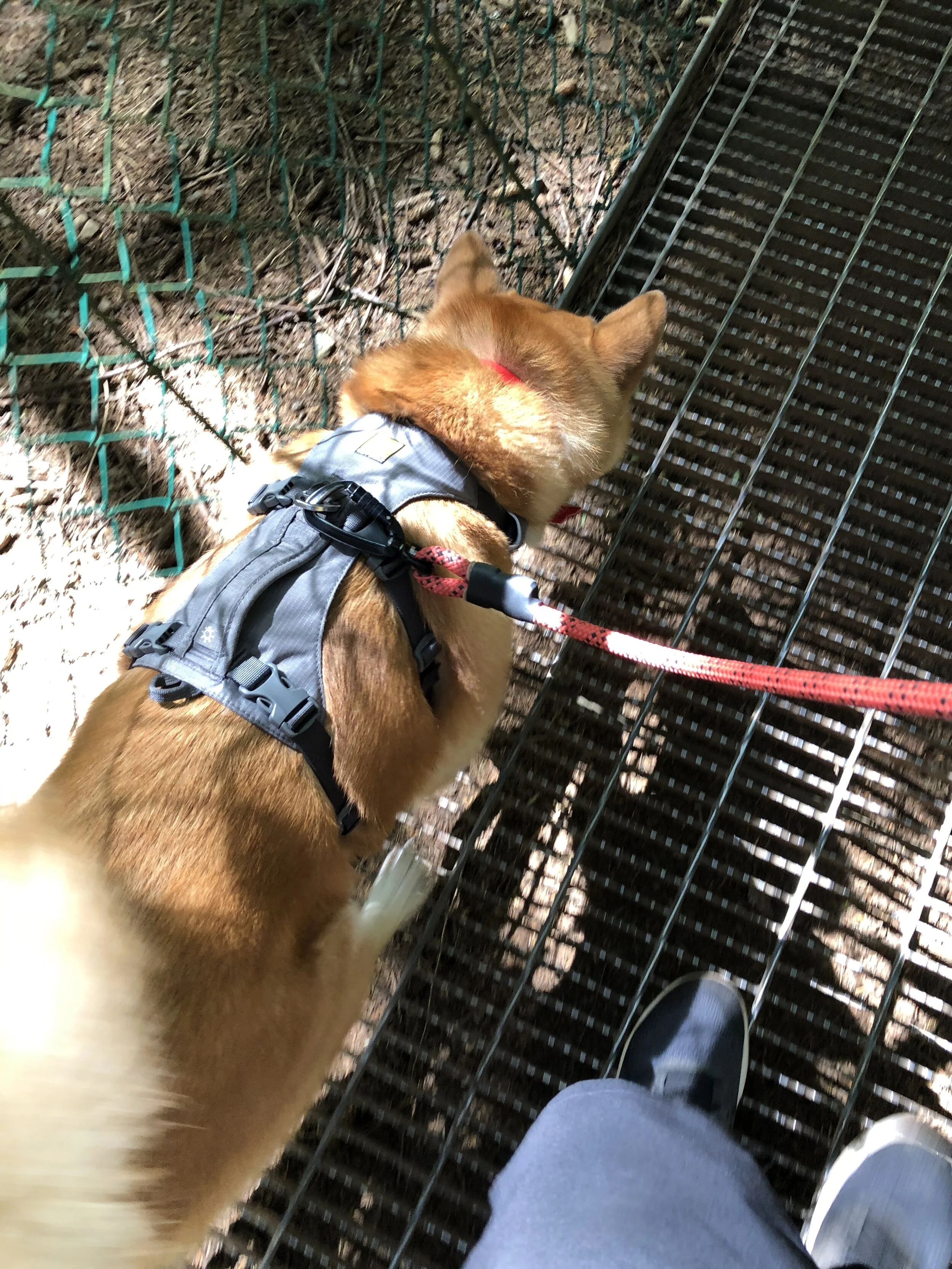 Markus walking over the metal grates of the suspension bridge slowly