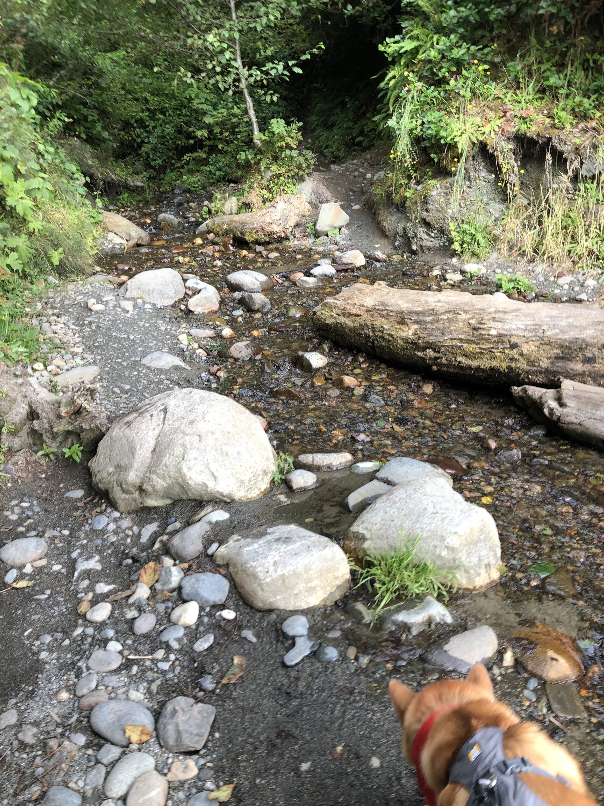 Markus sniffing out the stream leading up to the hidden waterfall