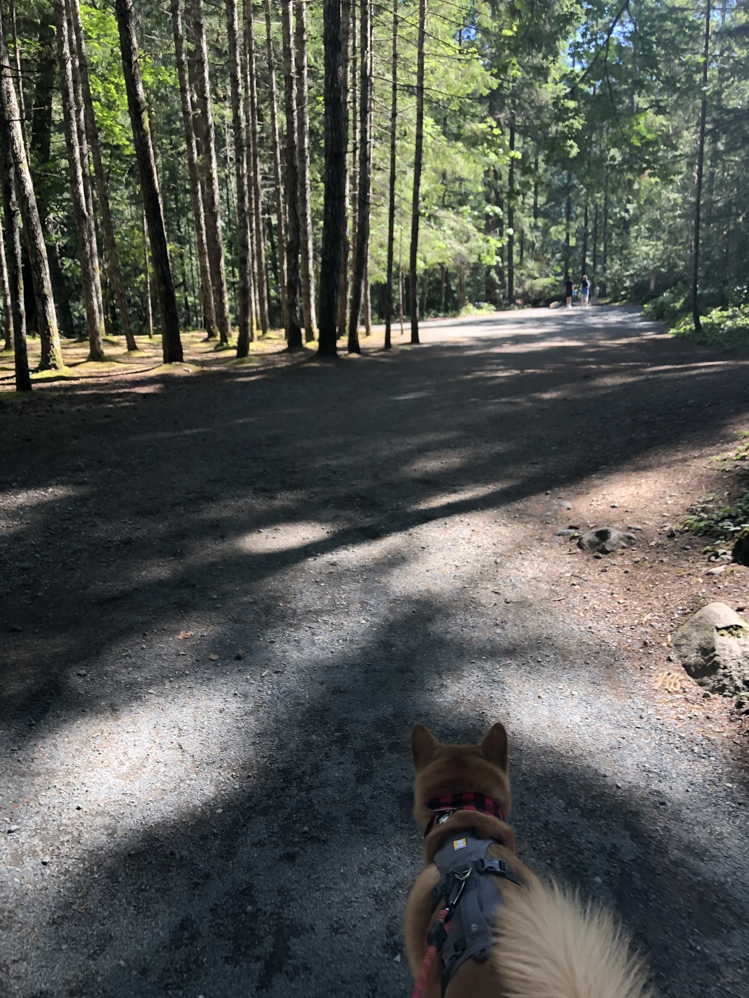 Markus walking along the path at Englishman River Falls Provincial Park