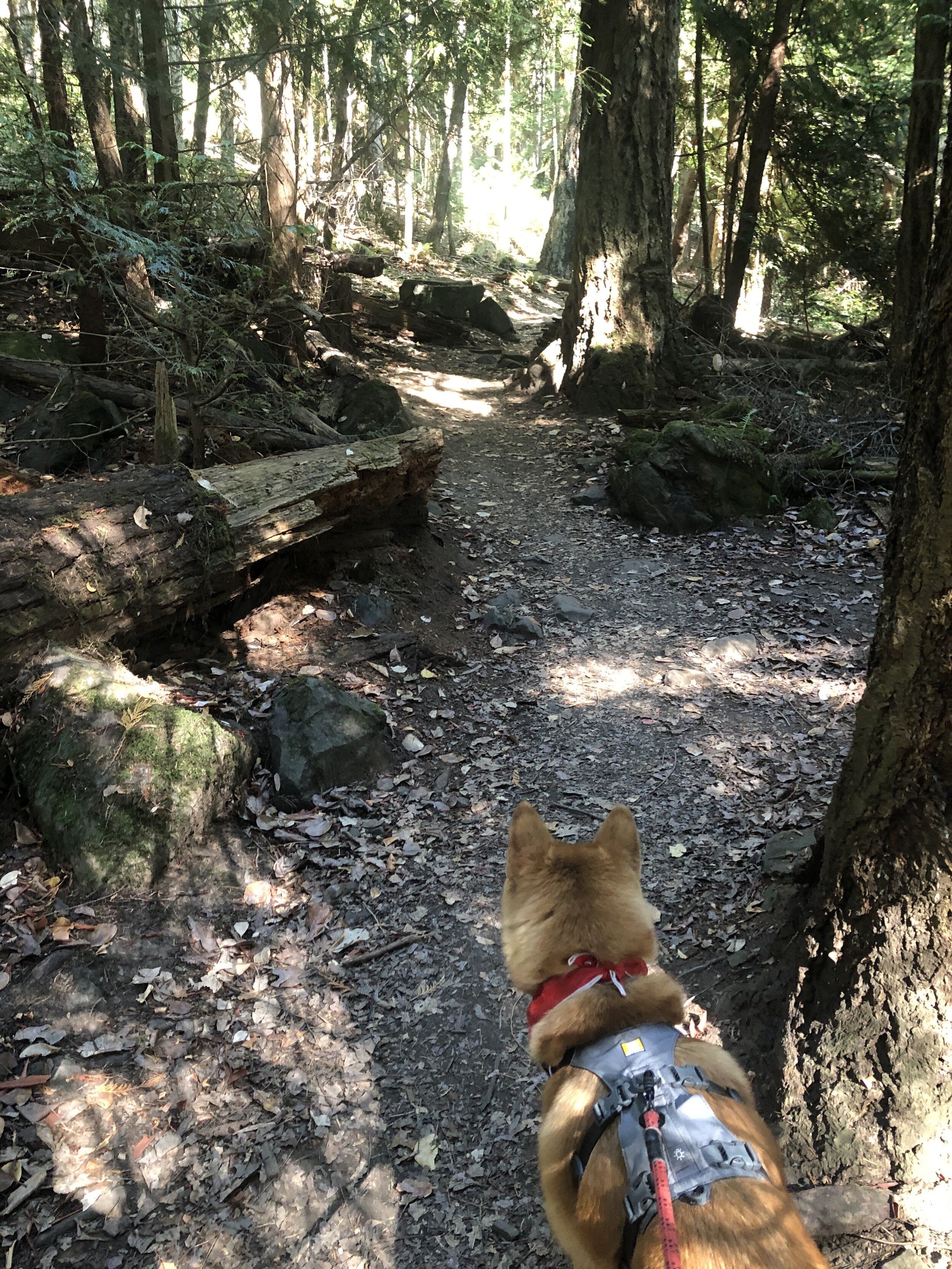 Markus exploring Horth Hill Regional Park while waiting for the ferry sailing