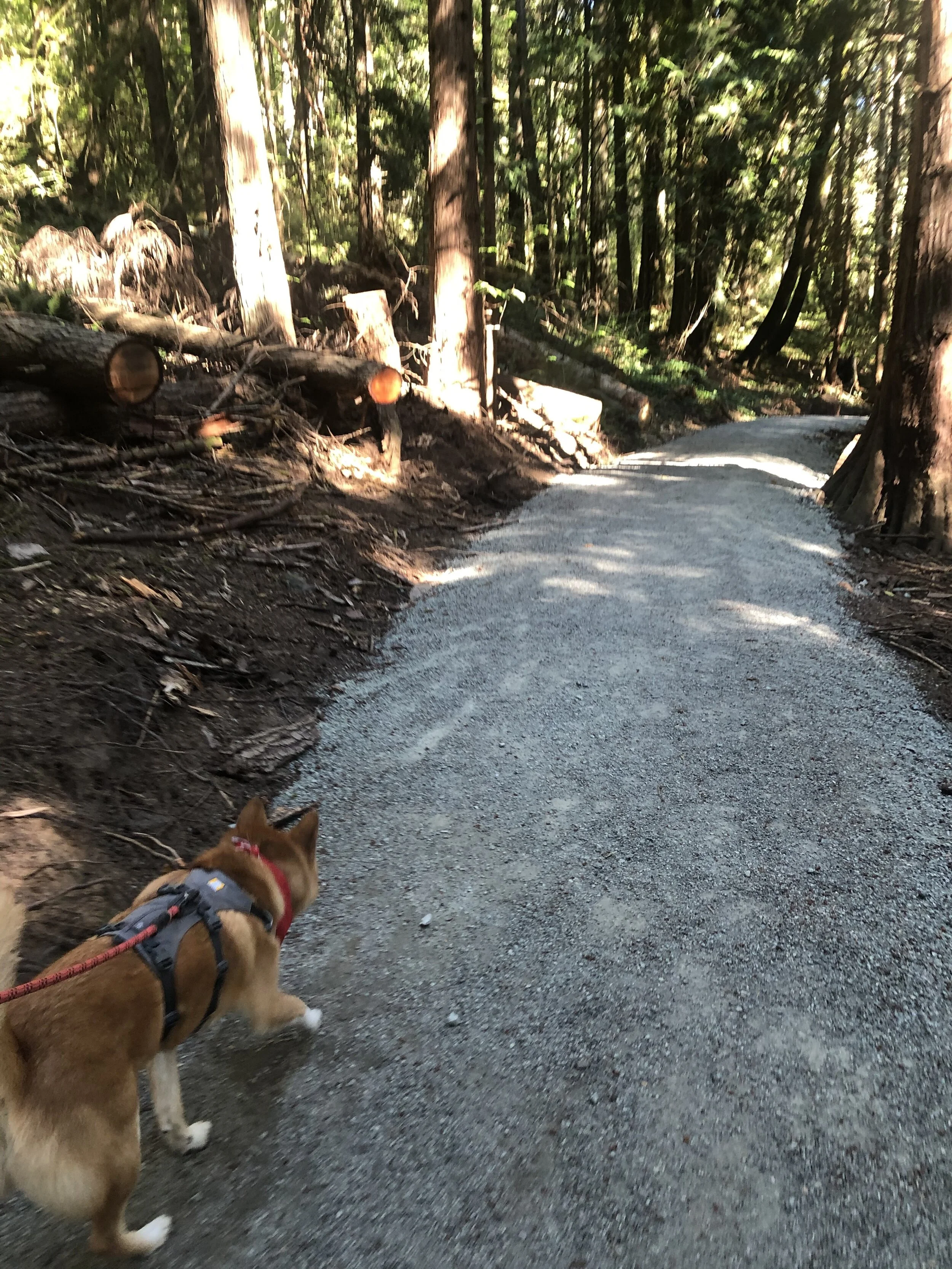 Markus walking along the crushed gravel part of Horth Hill Regional Park