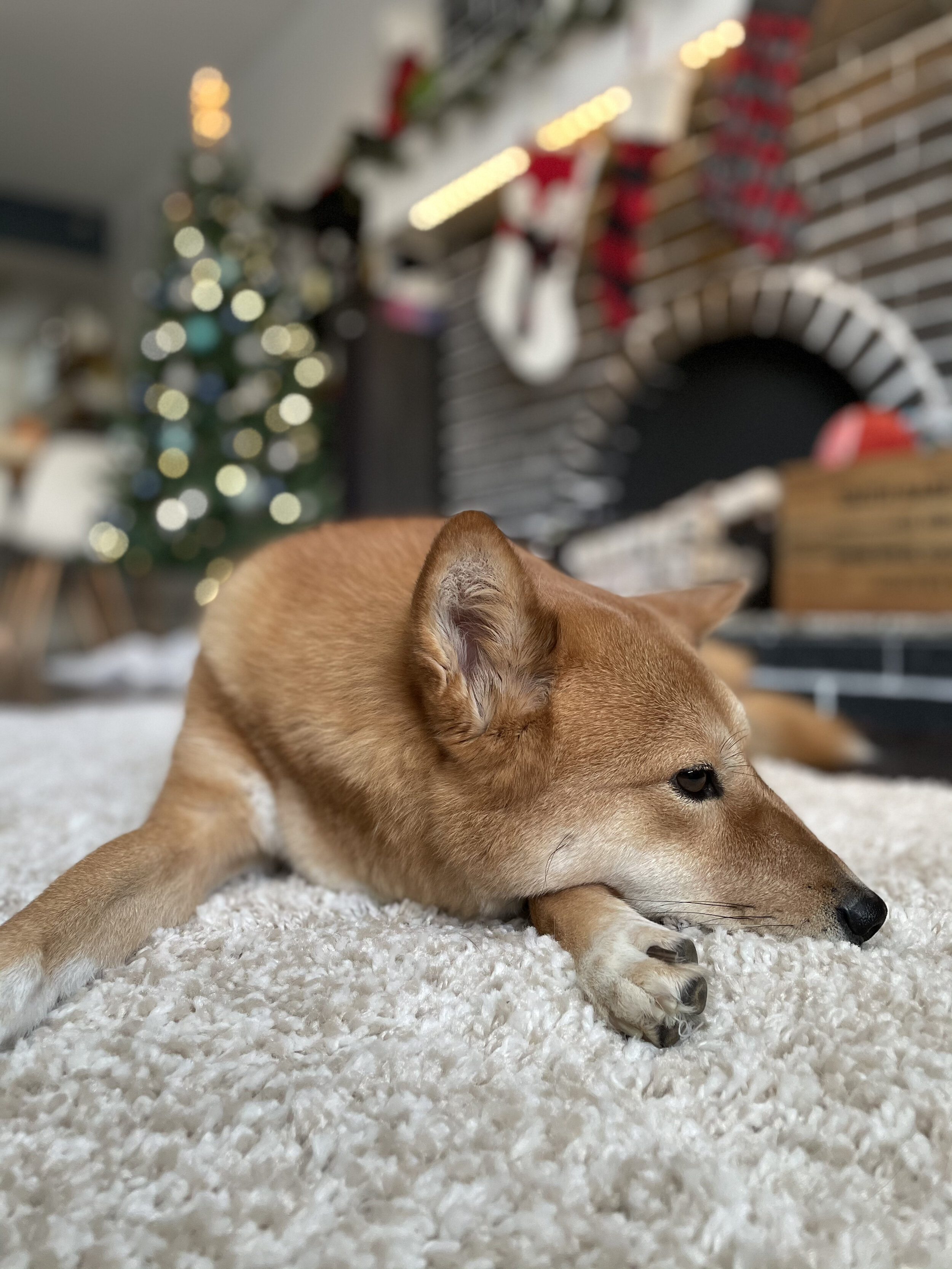 Markus resting underneath the stockings and by the Christmas tree