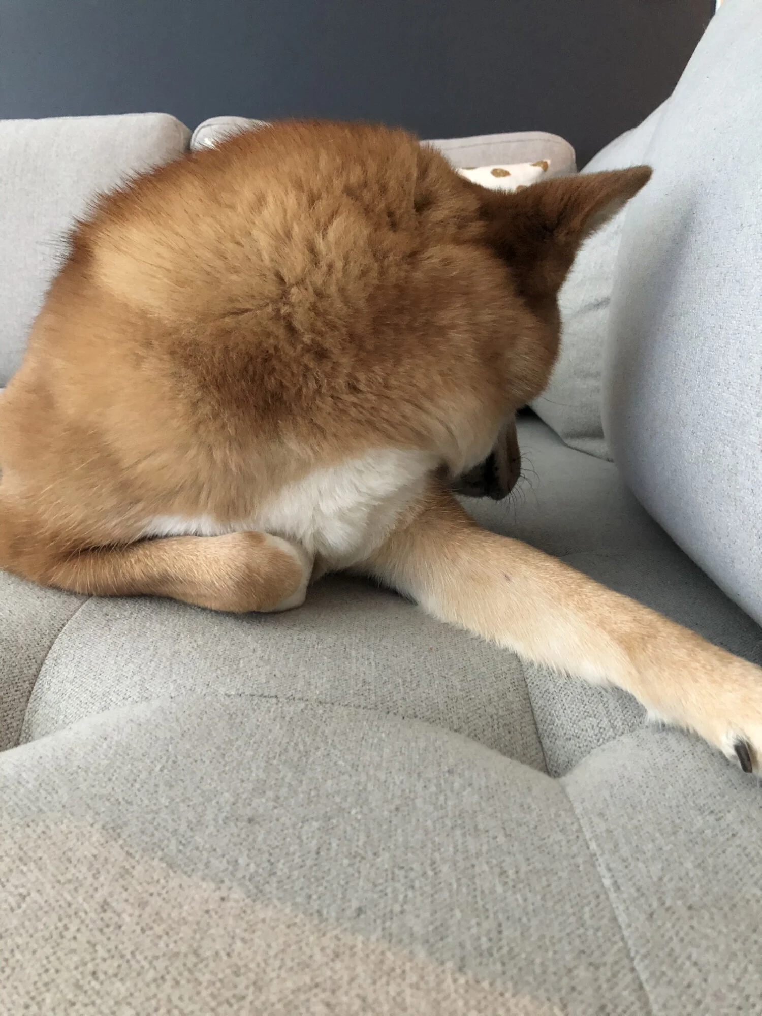 Markus can’t stand to look while we trimmed his nails