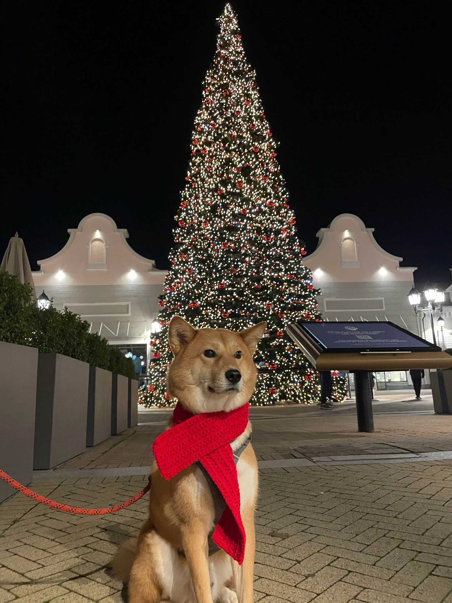 Markus sitting neatly in front of a Christmas tree so tall that we couldn’t include the star!