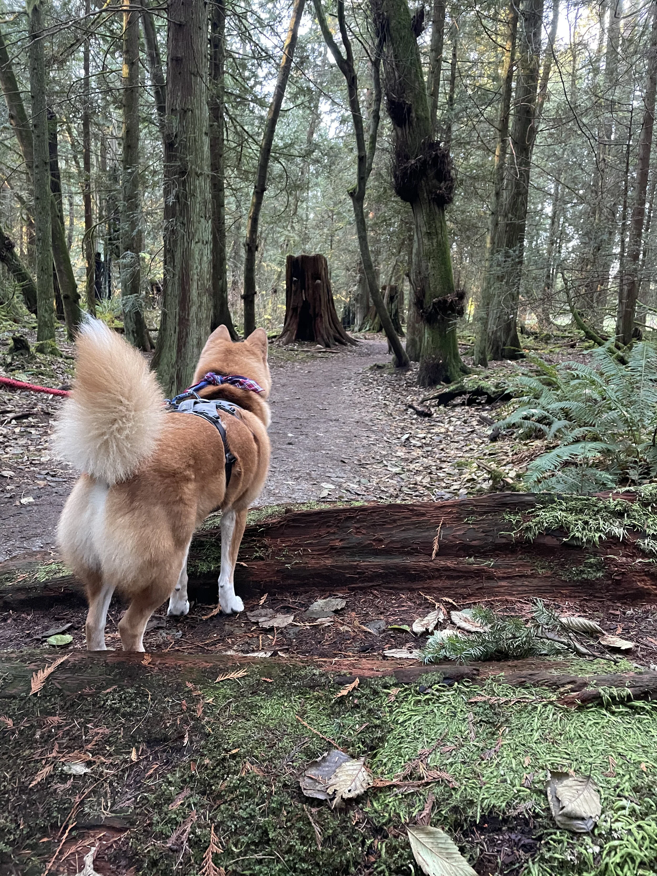 Markus looking ahead on the trail at the Pacific Spirit Regional Park