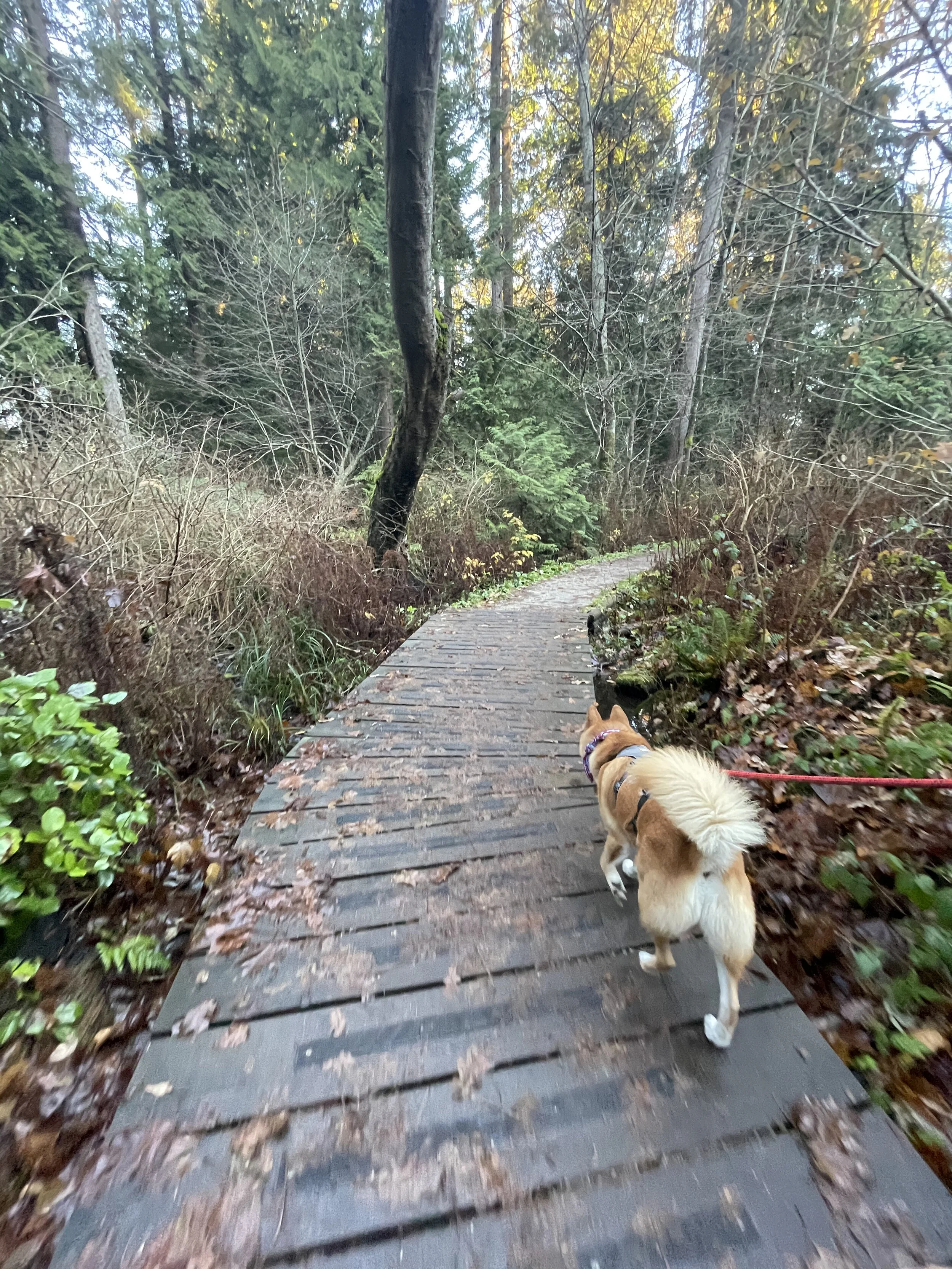 Markus walking along a wooden walkway at Pacific Spirit Regional Park
