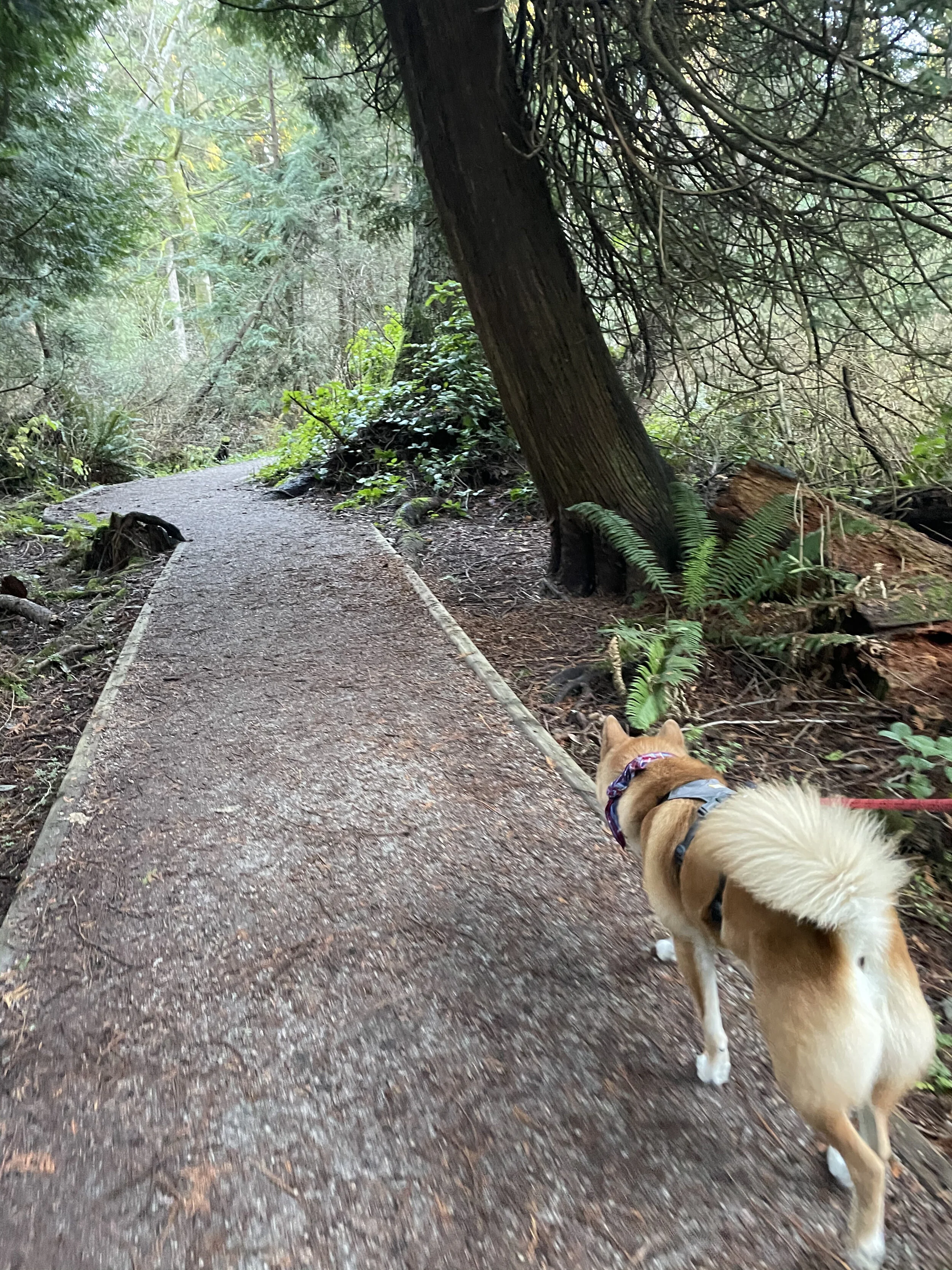 Markus following the quiet trail at the Pacific Spirit Regional Park