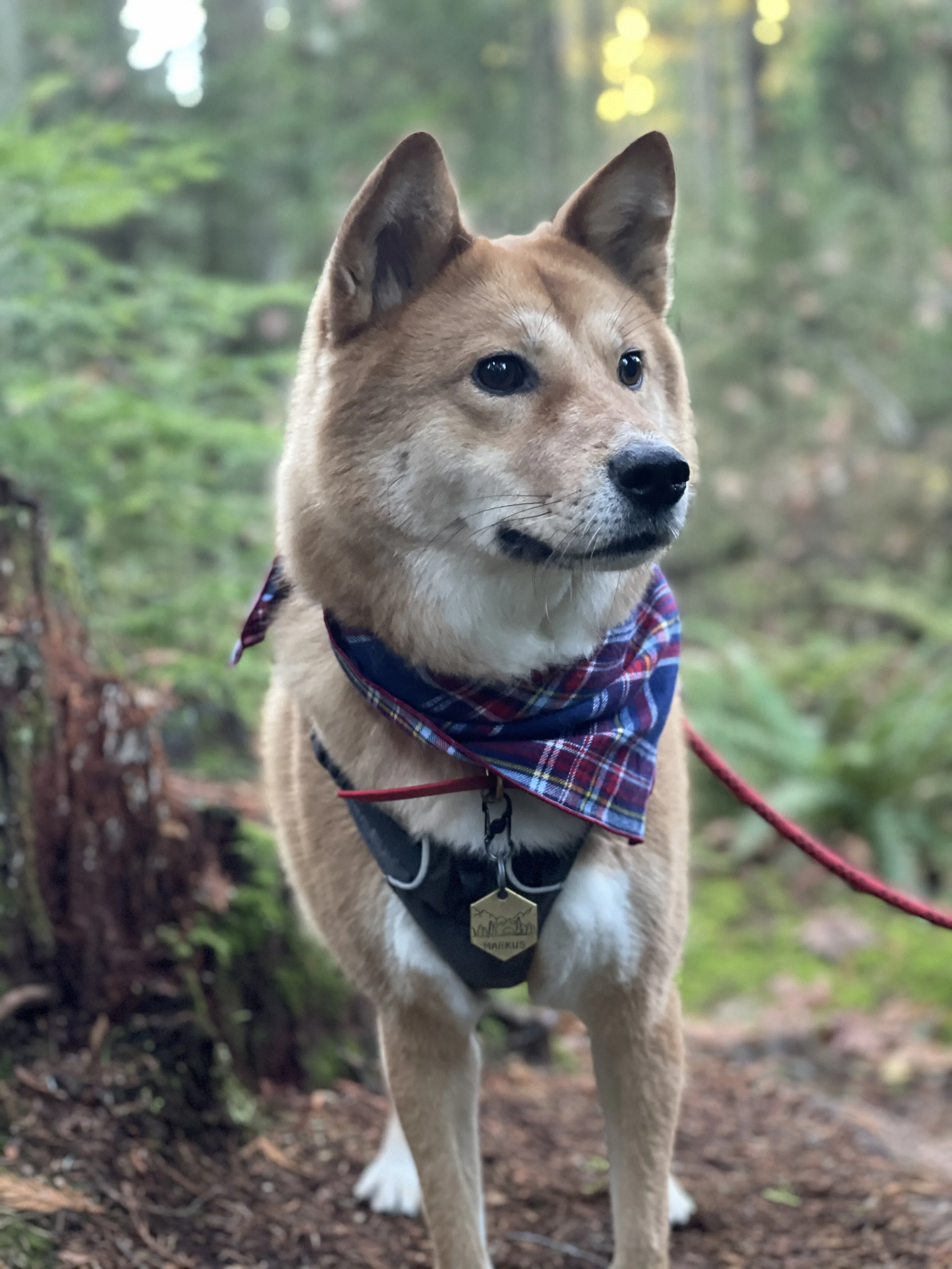 Markus taking a short break to enjoy the stillness at Pacific Spirit Regional Park