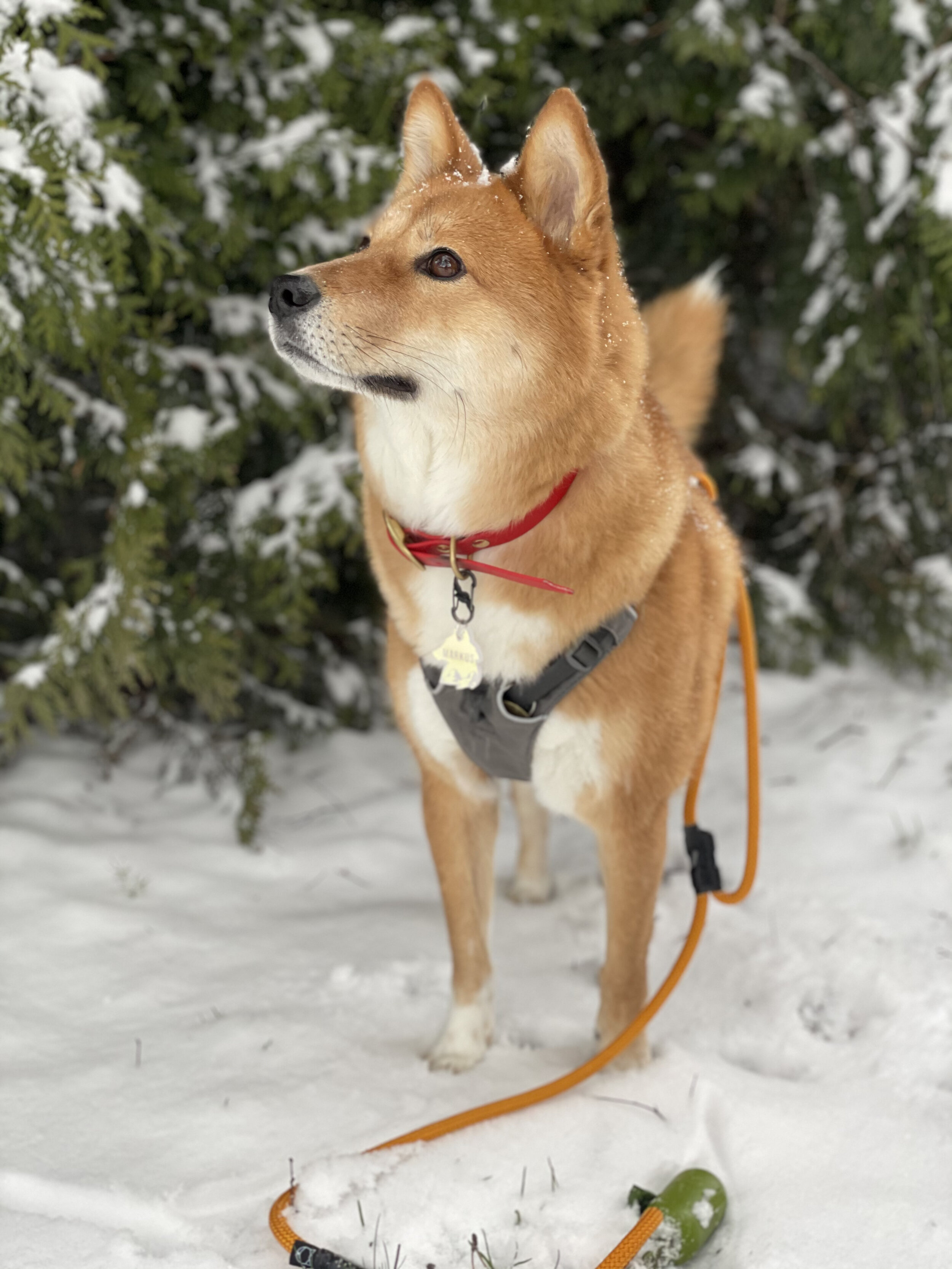 Markus with snow slowly falling on his head