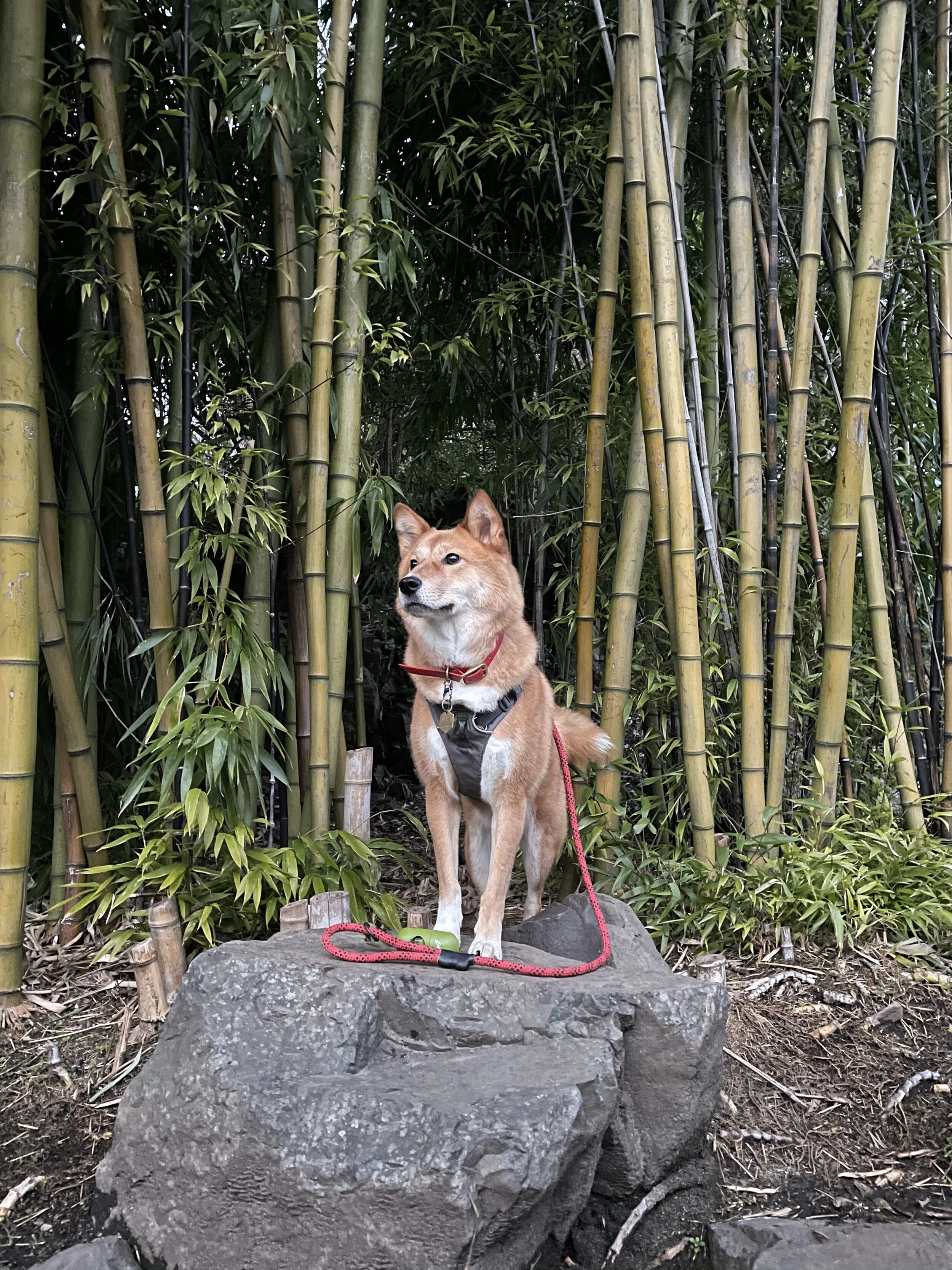 Markus standing within the bamboo plants by the Large Quarry Garden at Queen Elizabeth Park