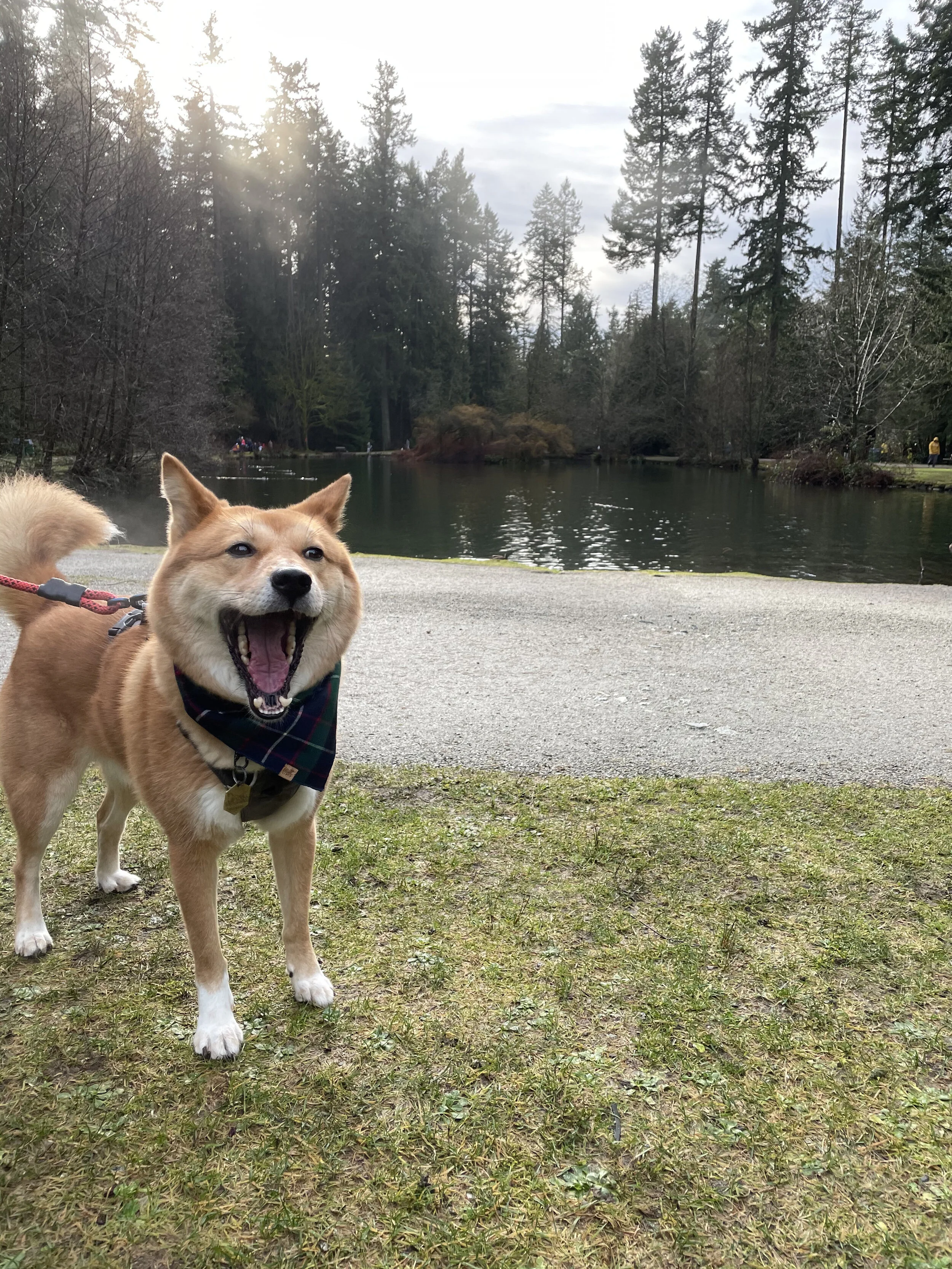 Markus couldn’t believe how many ducks were at the pond