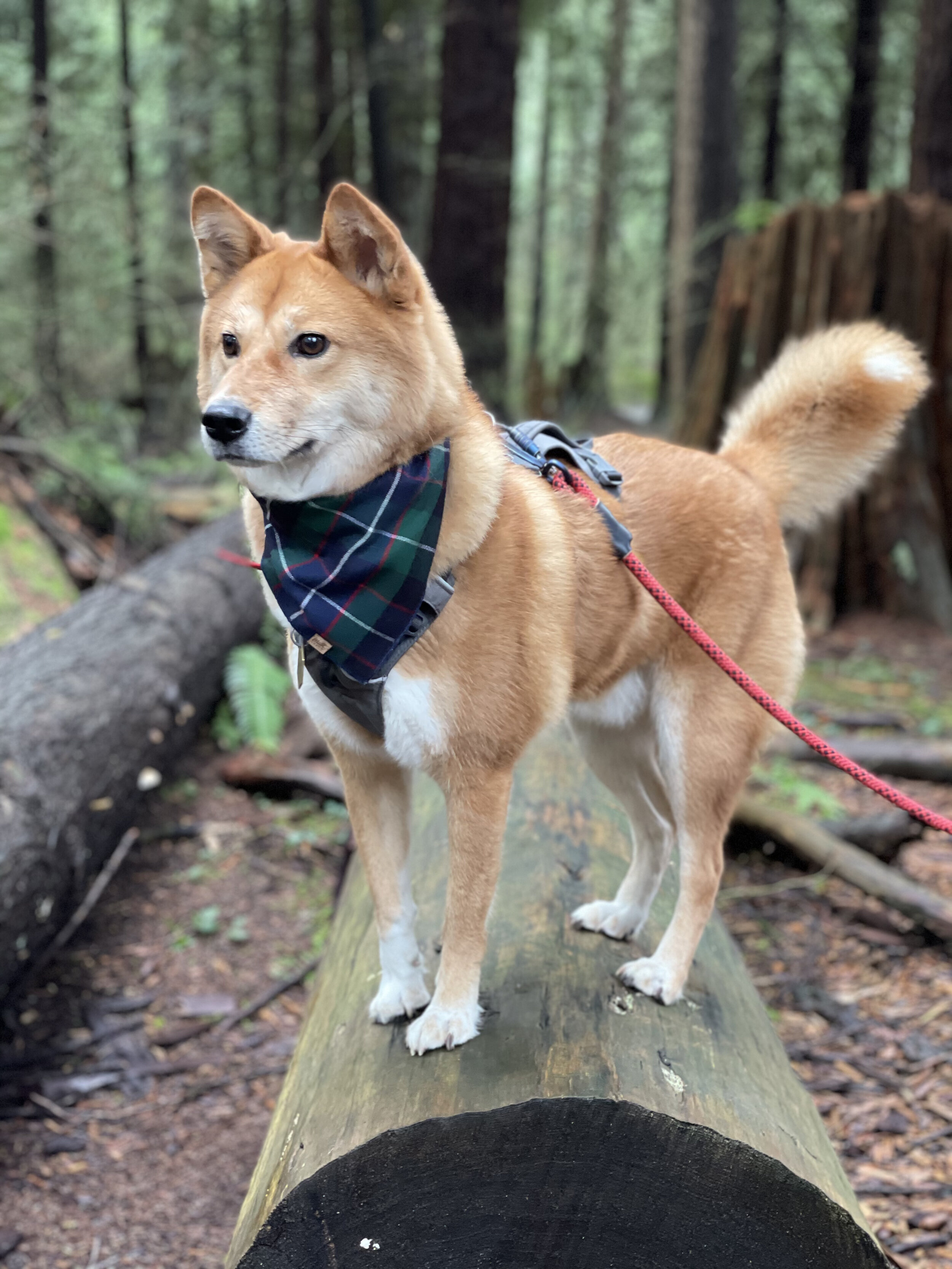 Markus posing nicely on a log at Central Park in Burnaby