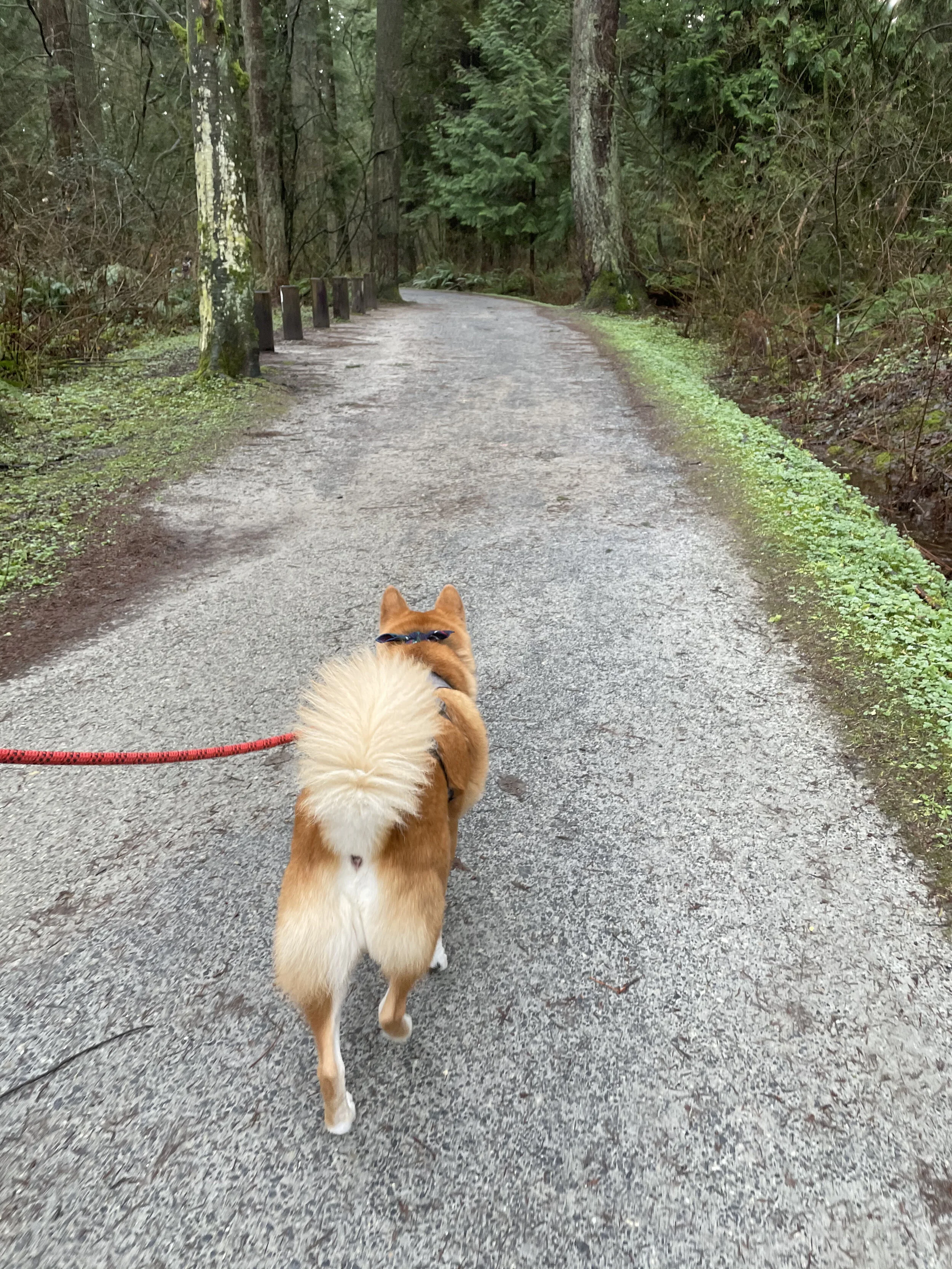 Markus walking on the path at Central Park in Burnaby