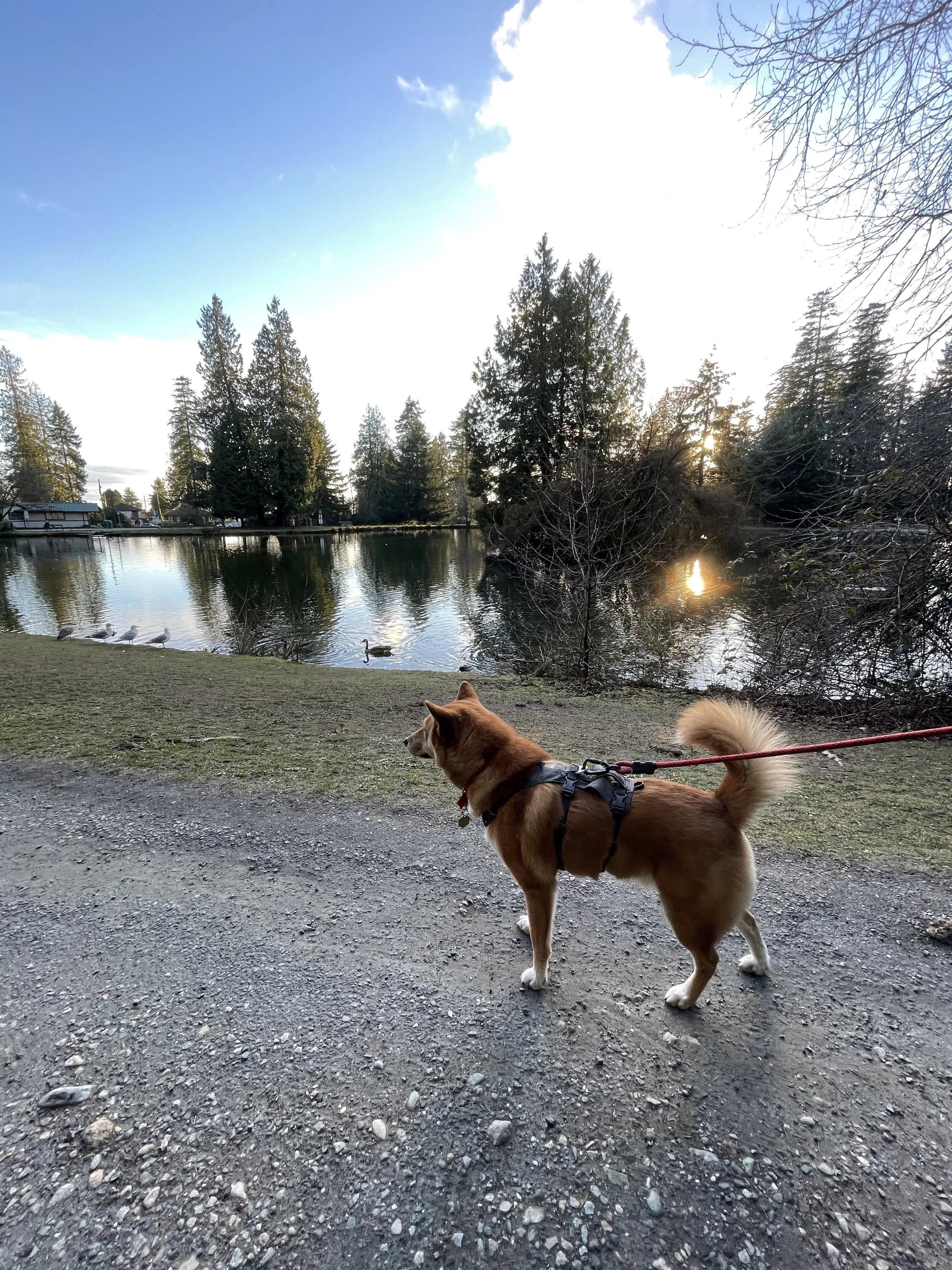 Markus eyeing the ducks and seagulls at the Lower Pond in Central Park
