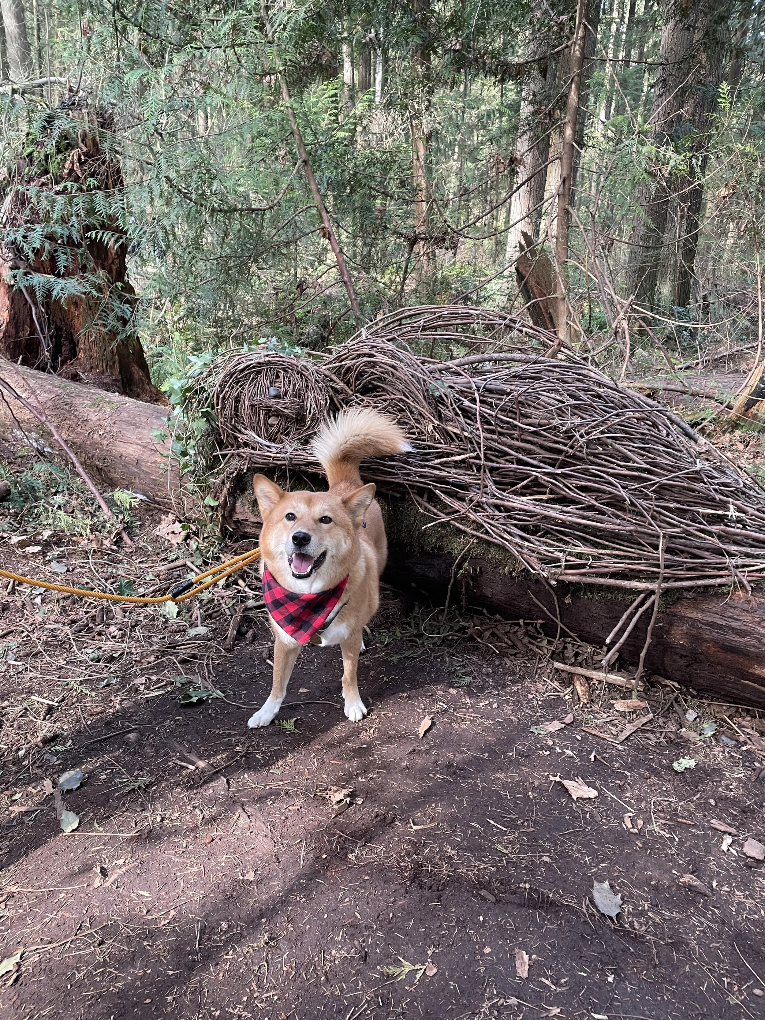 Markus trying to wake Lillith the Sleeping Fairy with his bushy tail