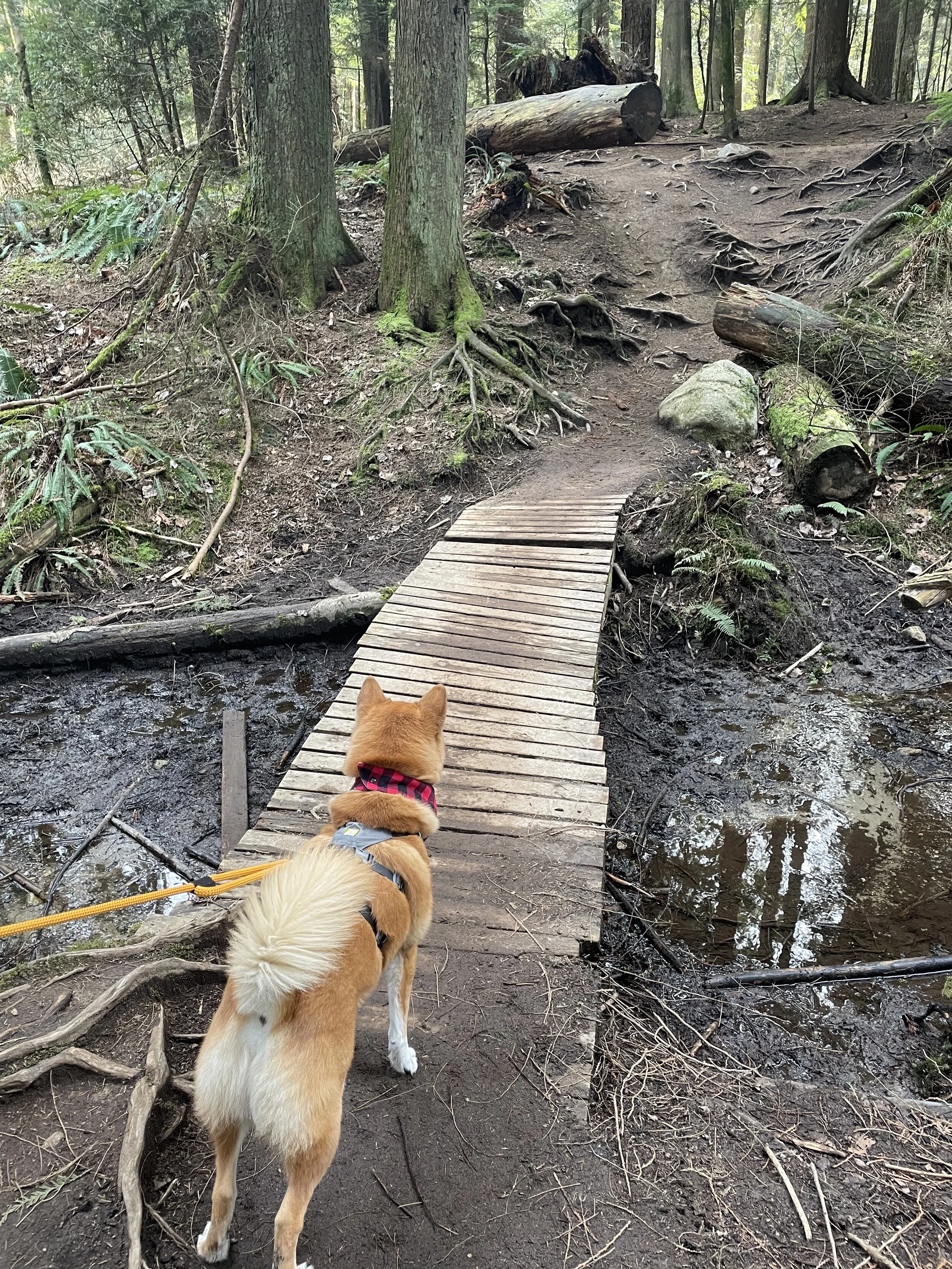 Markus standing by a small bridge over top some muddy paths
