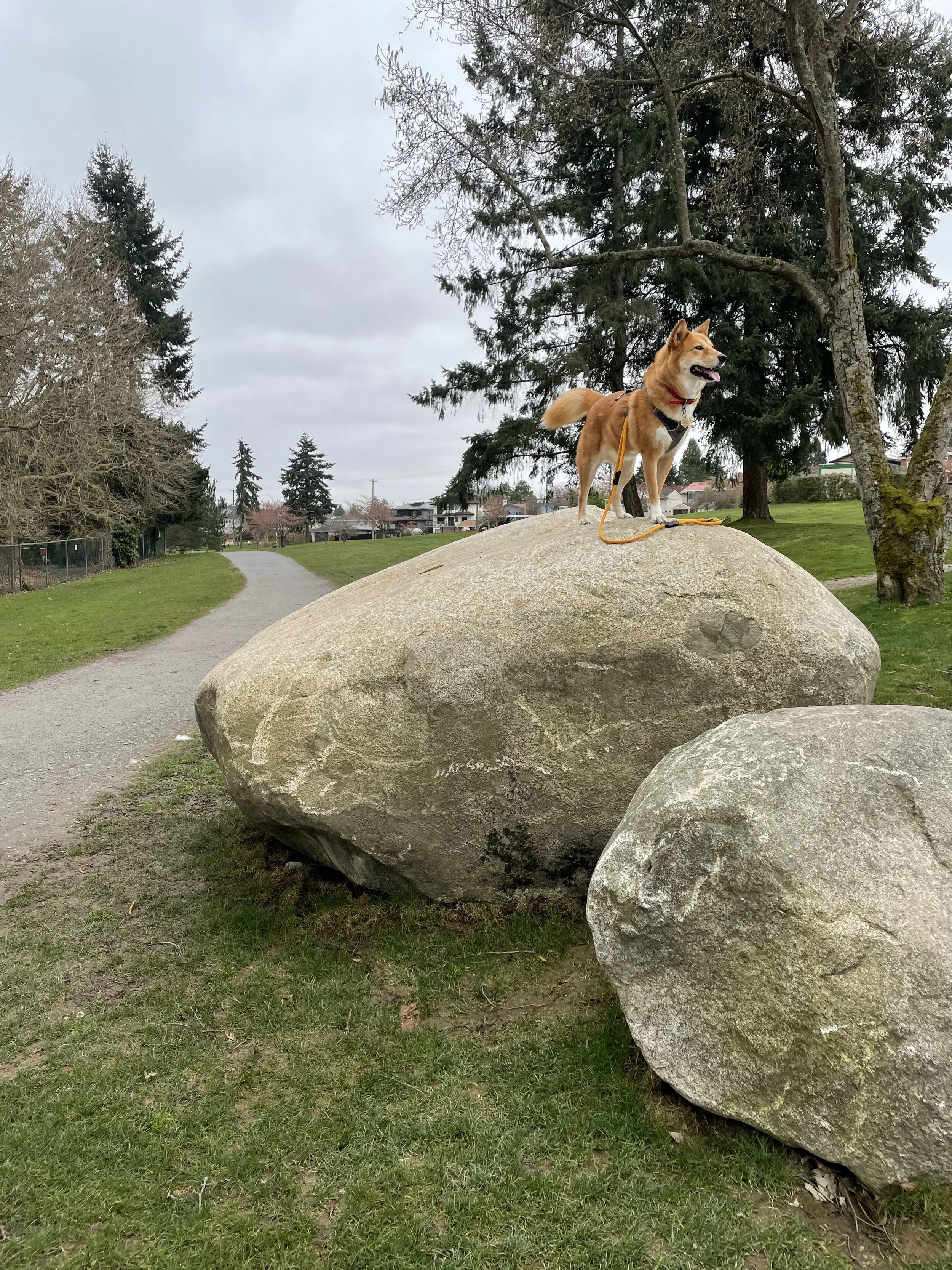 Markus standing tall on a rock at McGill Park