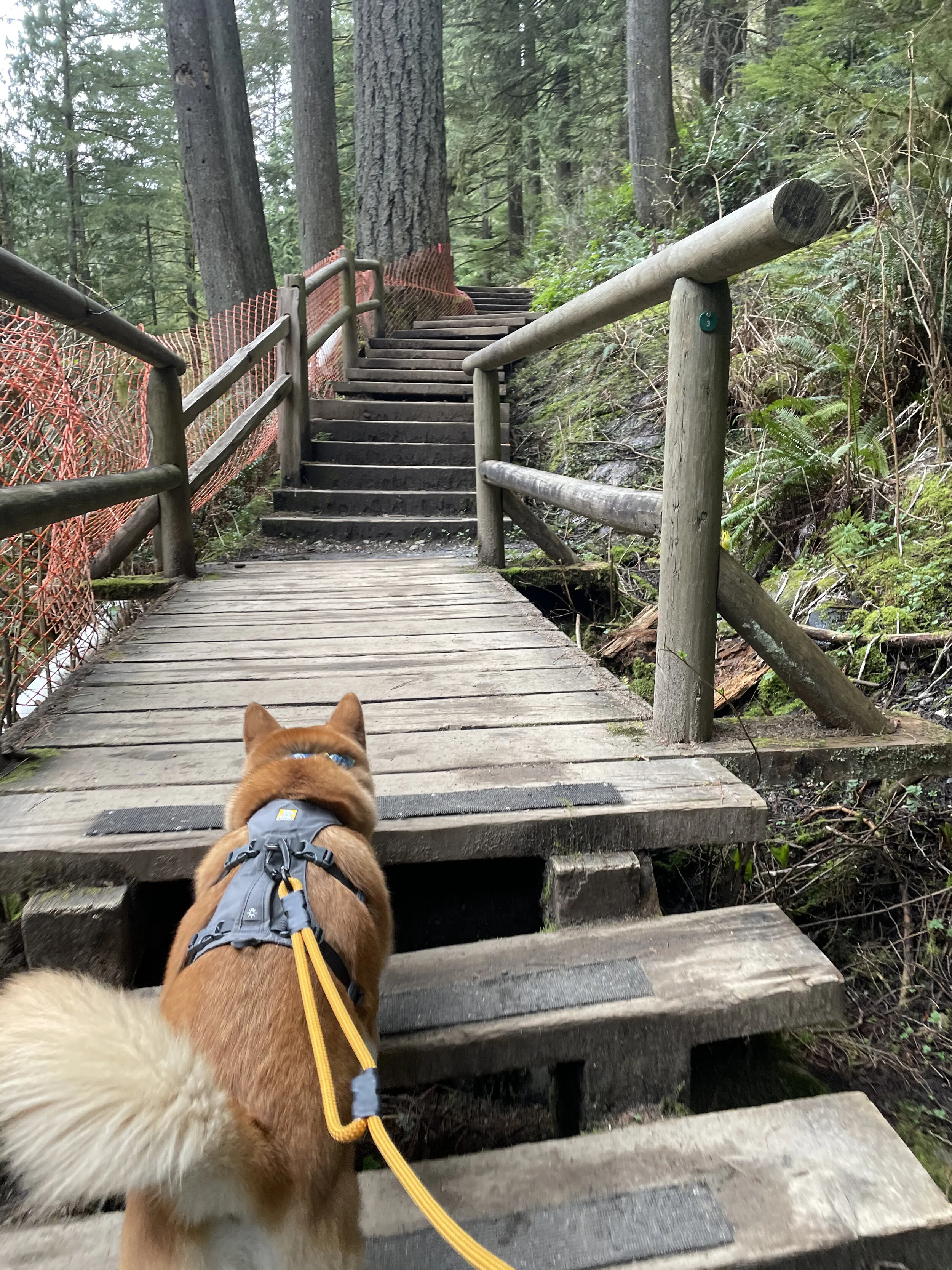 Markus going up the steps on the Palisades Trail